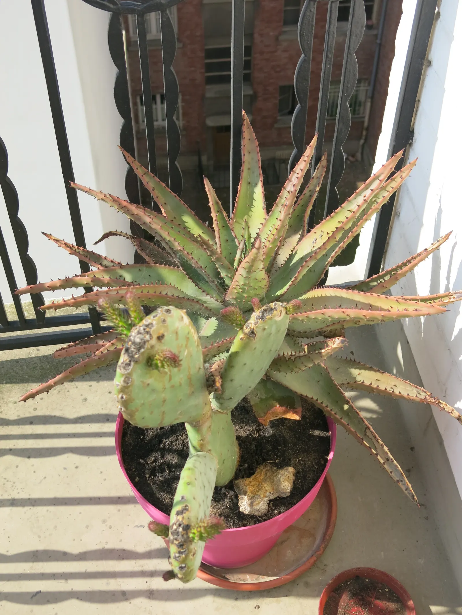 Bitter Aloe, Red Aloe (Aloe Ferox) — consider its growth potential and ensure ample space for its mature size; orange and red flowers in the garden, image 68