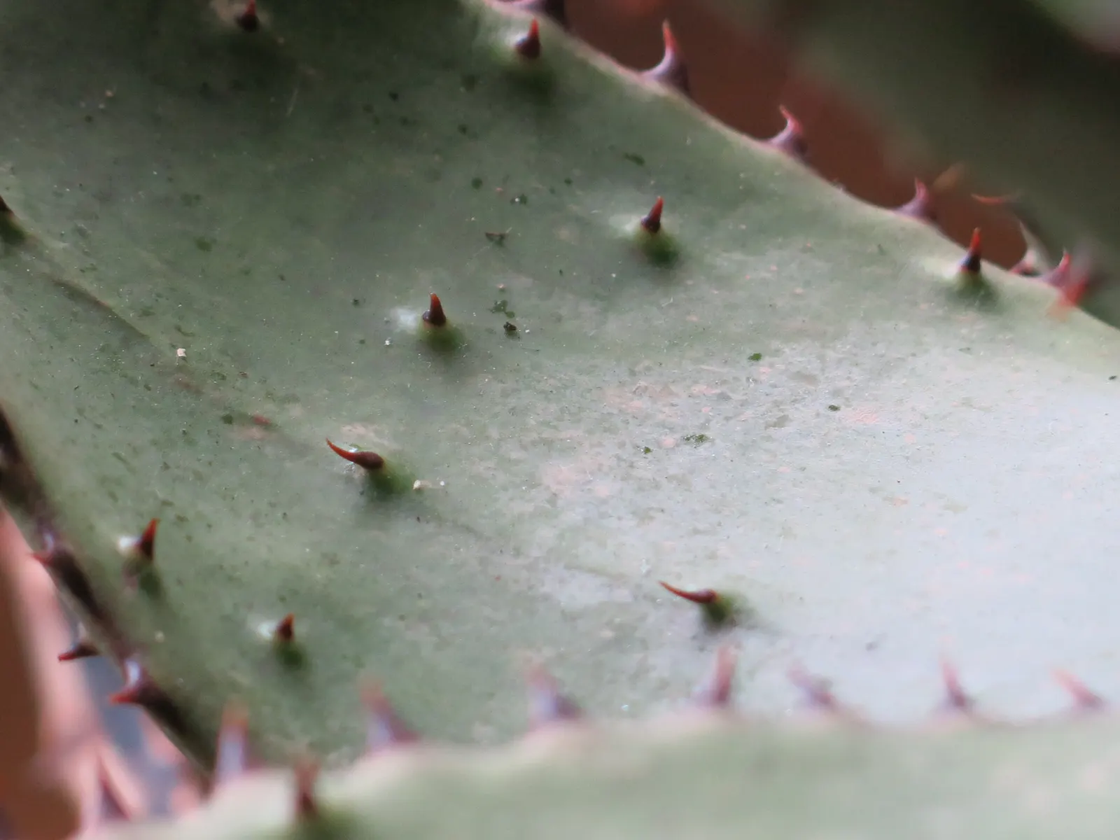 Bitter Aloe, Red Aloe (Aloe Ferox) — belongs to the Aloe genus