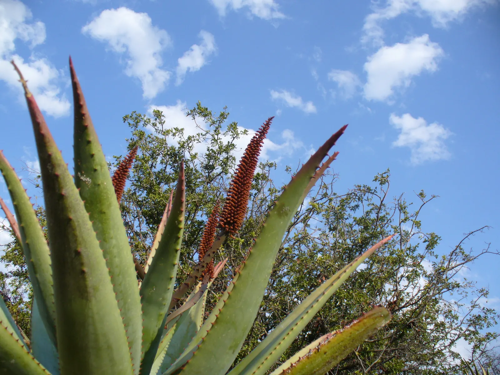 Bitter Aloe, Red Aloe (Aloe Ferox) — reaching heights of up to 10 feet with a spread of approximately 6 feet at maturity