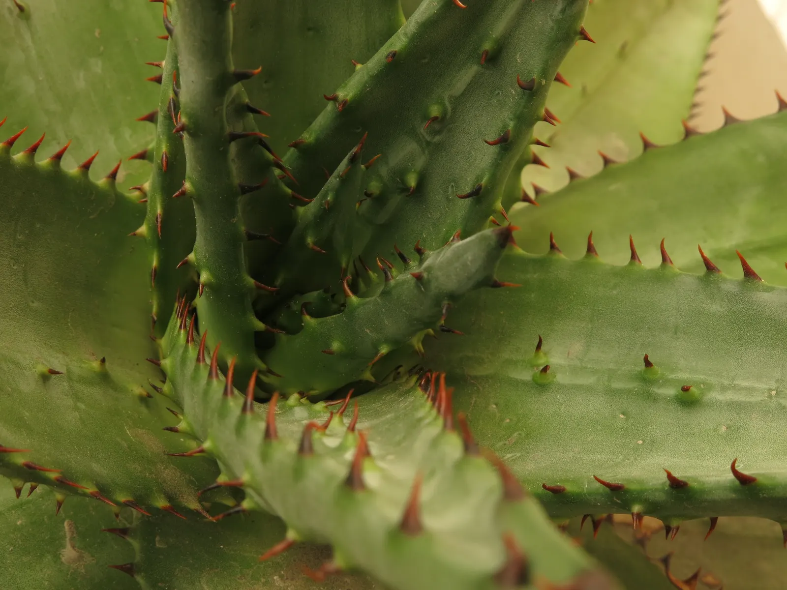 Bitter Aloe, Red Aloe (Aloe Ferox) — rising well above the foliage and attracting a variety of pollinators, image 38
