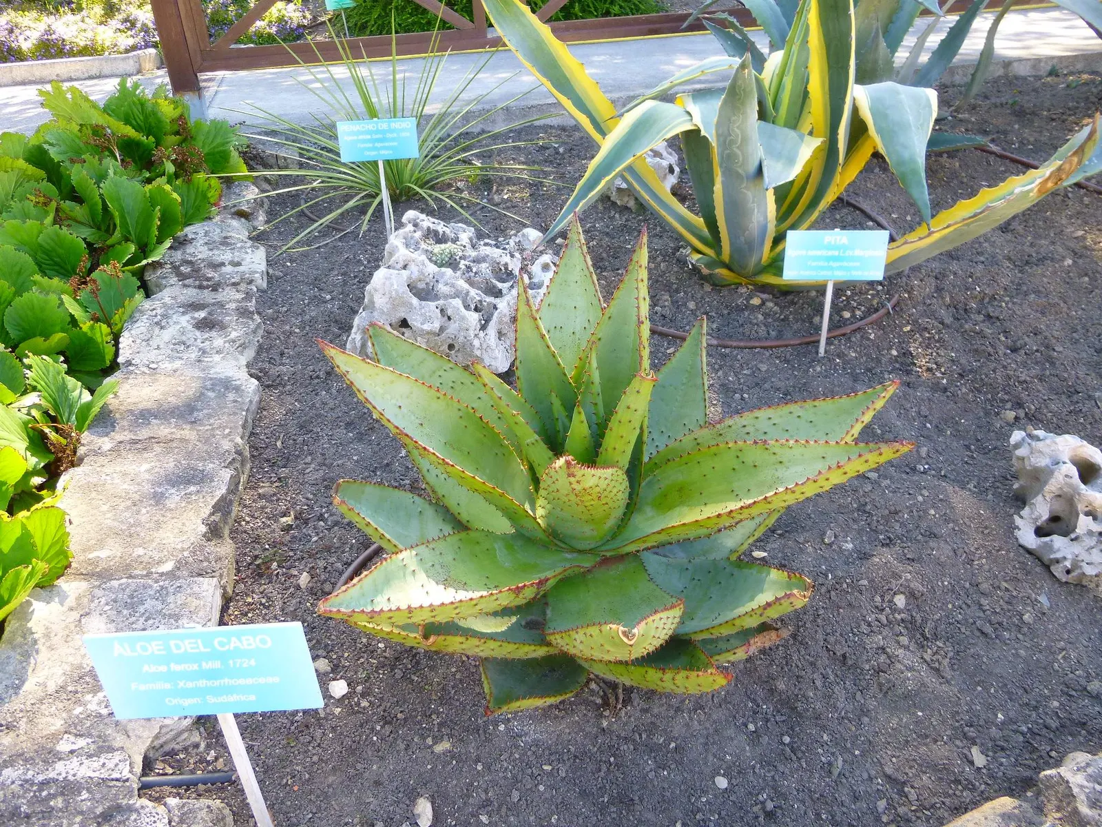 Bitter Aloe, Red Aloe (Aloe Ferox) — Each flower spike can grow up to 4 feet tall