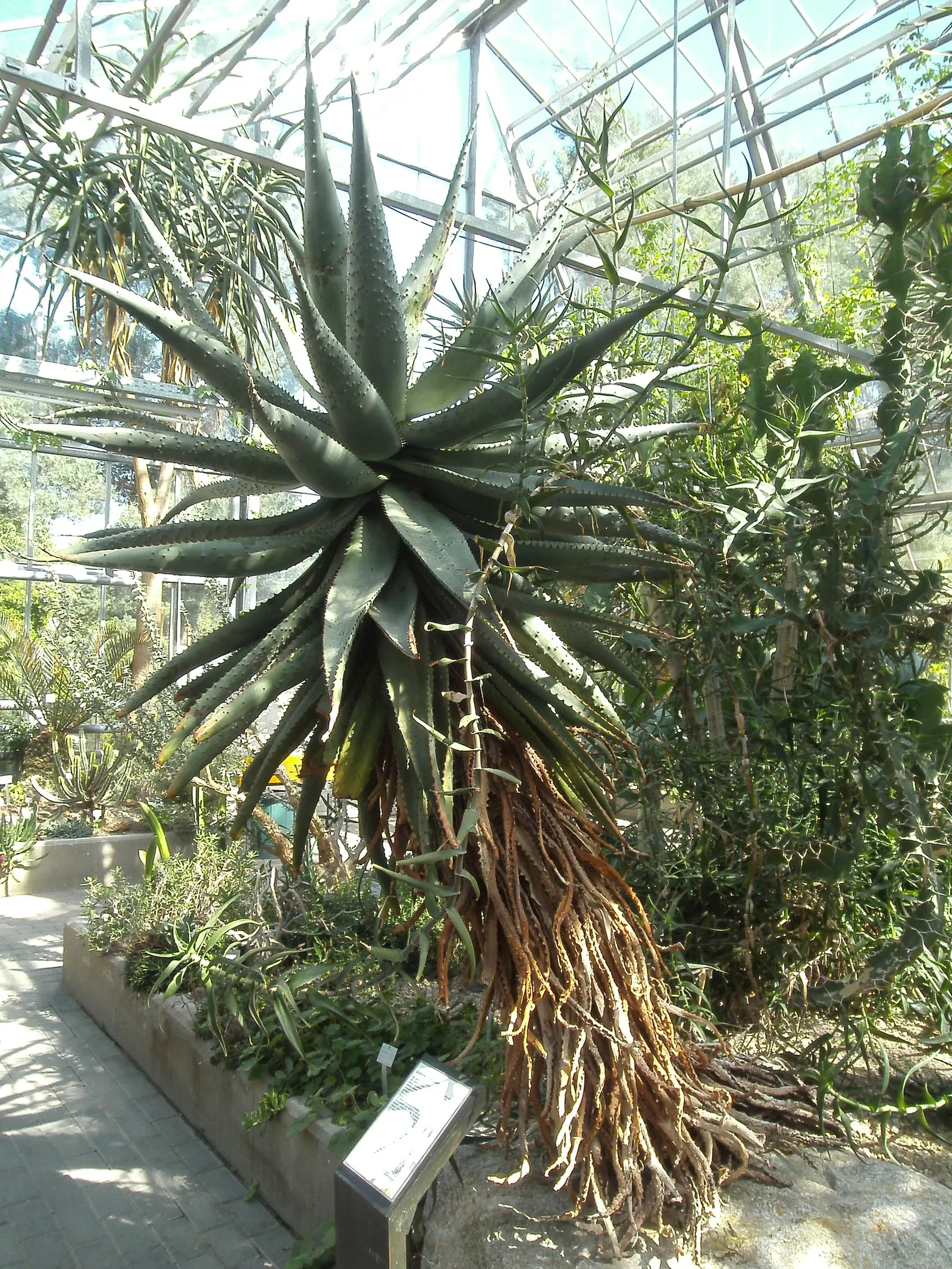 Bitter Aloe, Red Aloe (Aloe Ferox) — succulent for full or half; low-care choice for gardens in USDA hardiness zones 9 through 11