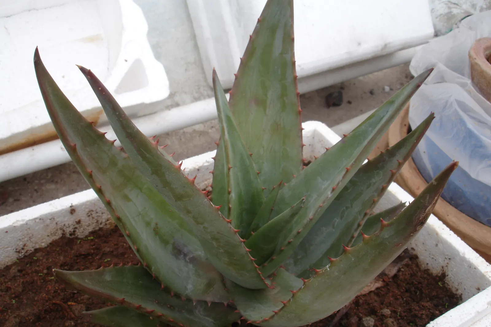 Bitter Aloe, Red Aloe (Aloe Ferox) — It's particularly suited for xeriscaping and rock gardens, thanks to its drought-resistant nature