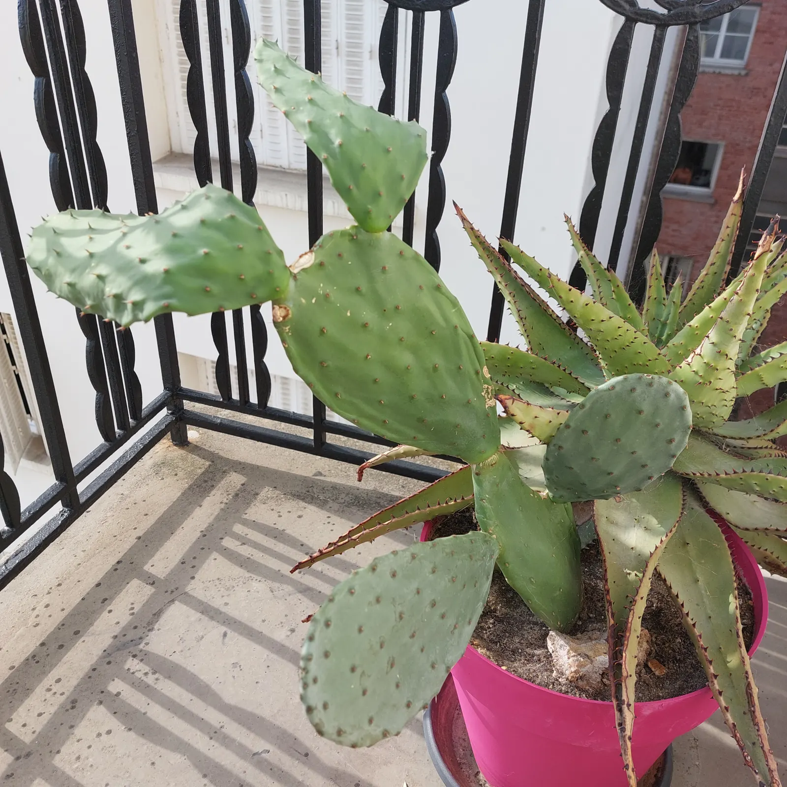 Bitter Aloe, Red Aloe (Aloe Ferox) — With minimal maintenance requirements; each flower spike can grow up to 4 feet tall, image 70