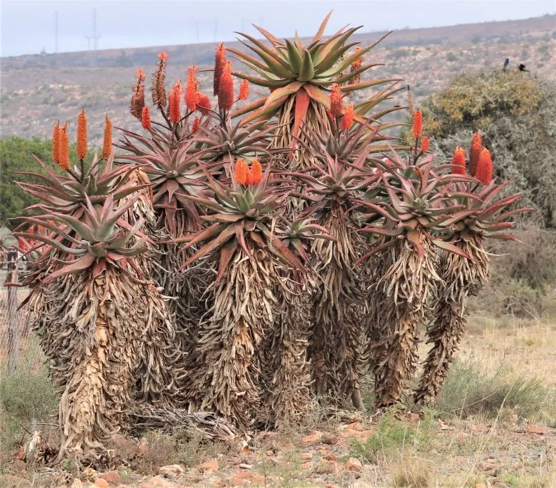 Bitter Aloe, Red Aloe (Aloe Ferox) — Aloe ferox, commonly known as Bitter or Red Aloe, is a striking succulent standing up to 10 feet tall; ideal, image 76