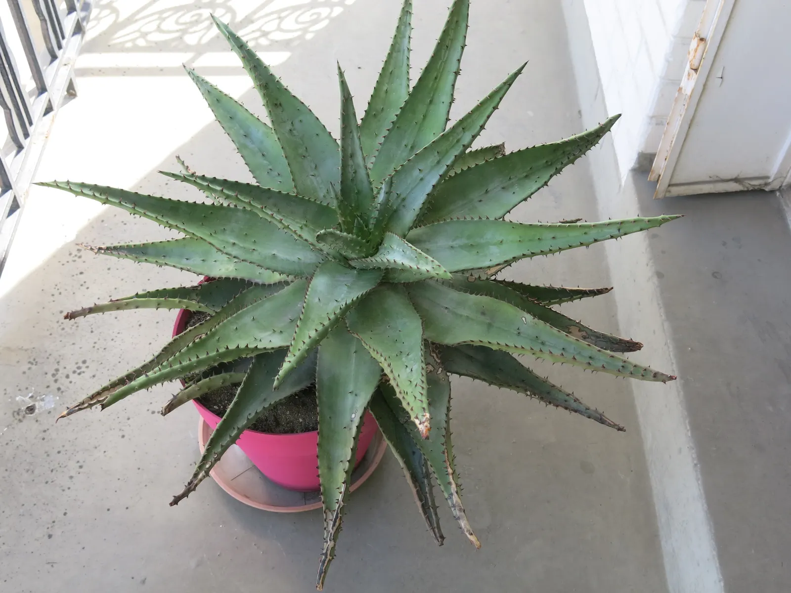 Bitter Aloe, Red Aloe (Aloe Ferox) — This robust plant hails from southern Africa and boasts a commanding presence in any landscape design, image 58