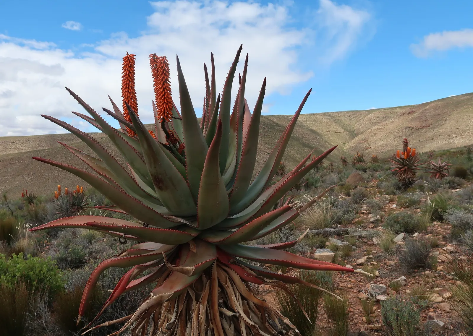 Bitter Aloe, Red Aloe (Aloe Ferox) — They feature reddish-brown spines along the margins and sometimes on the leaf surfaces; succulent with orange, image 61
