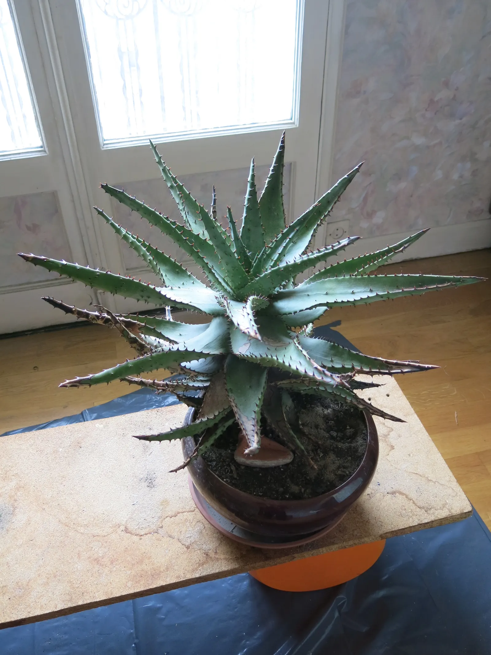 Bitter Aloe, Red Aloe (Aloe Ferox) — Aloe ferox serves as a resilient