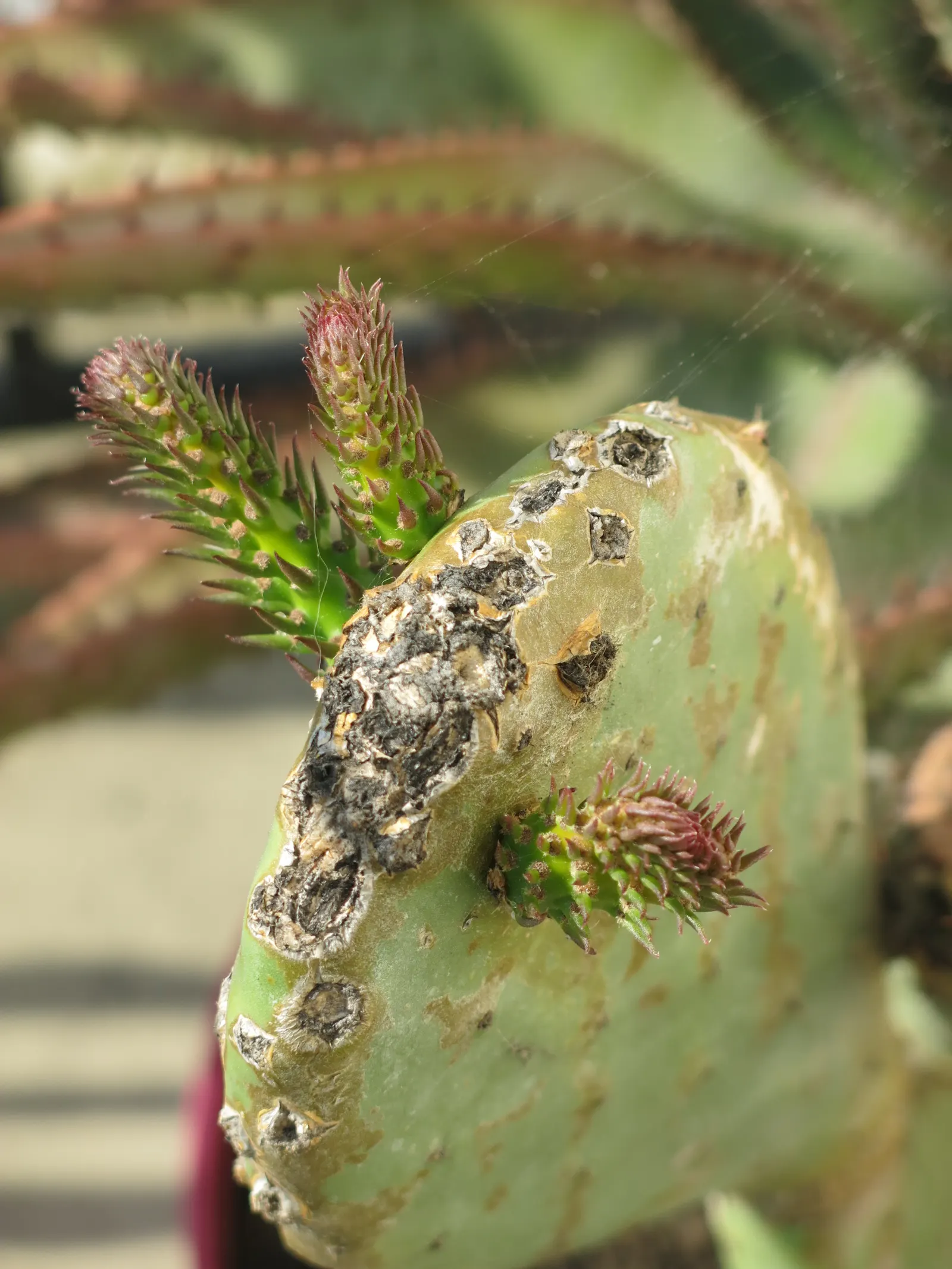 Bitter Aloe, Red Aloe (Aloe Ferox) — Ideal for adding architectural interest and color to xeriscapes and arid garden designs; succulent for full or, image 79
