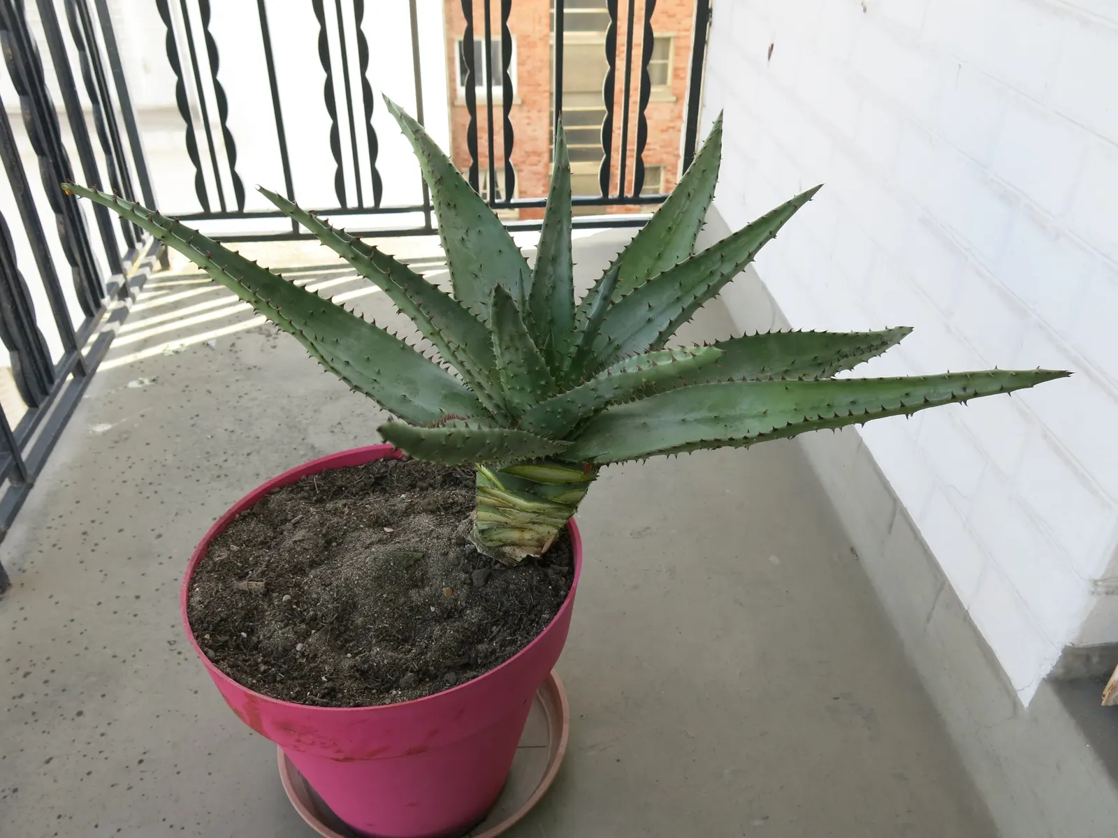 Bitter Aloe, Red Aloe (Aloe Ferox) — and is a striking species known for its medicinal and ornamental value; aloe ferox serves as a resilient, image 57