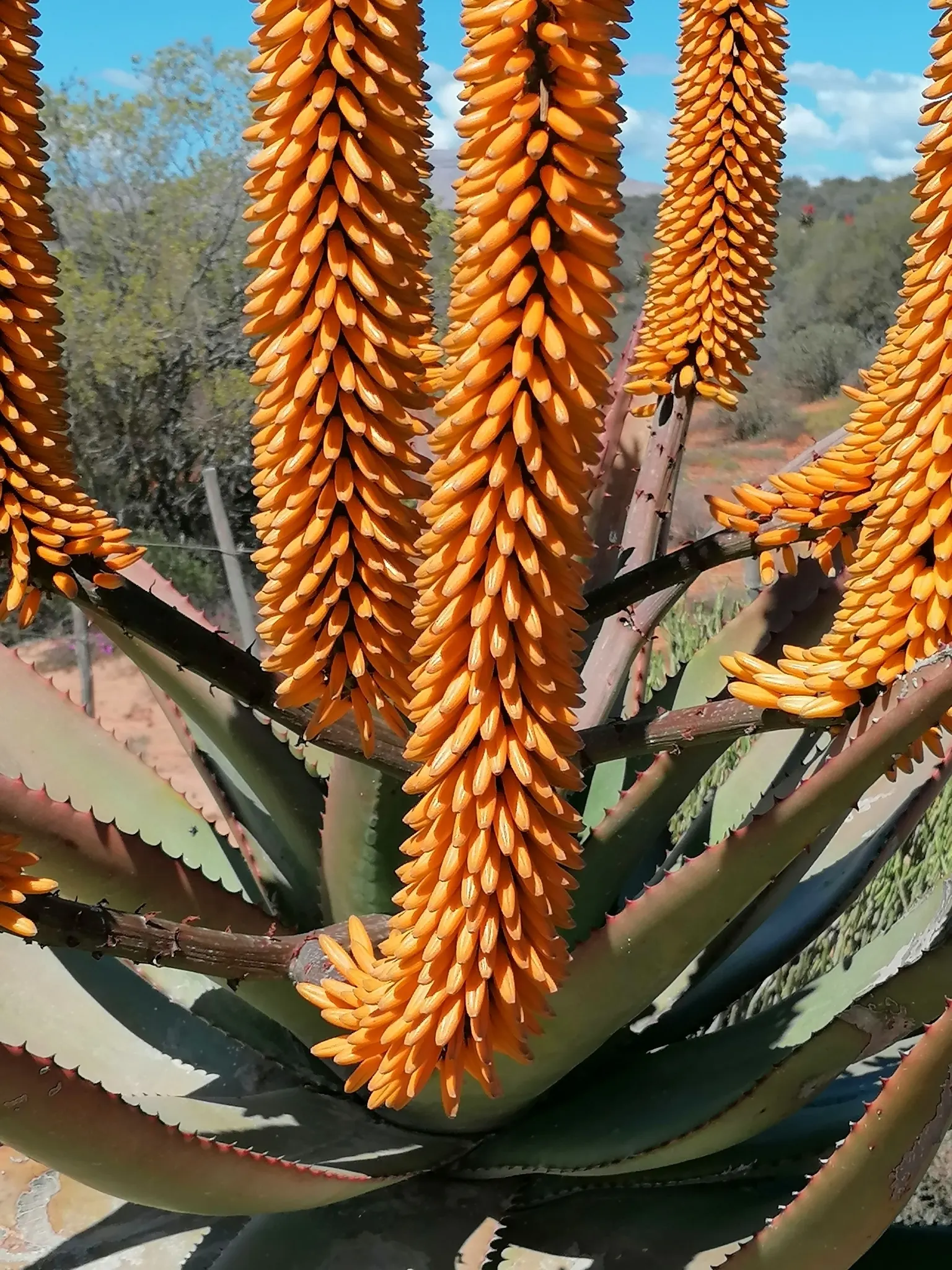 Bitter Aloe, Red Aloe (Aloe Ferox) — more commonly known as Red Aloe (Aloe ferox); and is a striking species known for its medicinal and ornamental, image 80