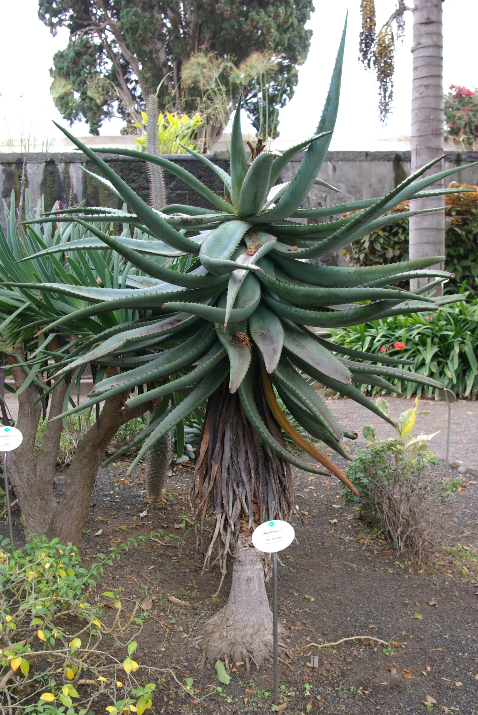 Bitter Aloe, Red Aloe (Aloe Ferox) — rising well above the foliage and attracting a variety of pollinators