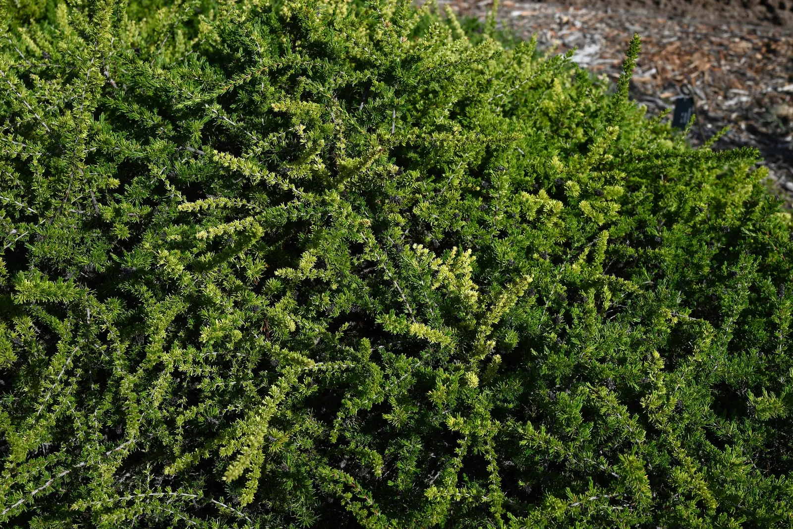San Nicholas Chamise (Adenostoma Fasciculatum 'Nicolas') — commonly known as San Nicolas Chamise