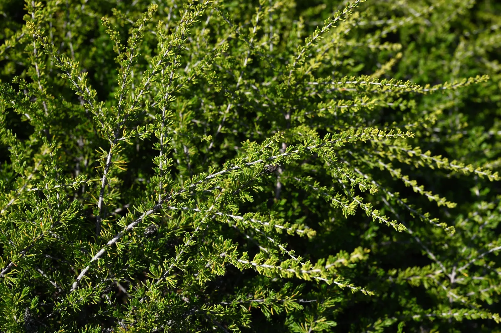 San Nicholas Chamise (Adenostoma Fasciculatum 'Nicolas') — This compact variety reaches up to 6 feet in height and spreads up to 6 feet wide