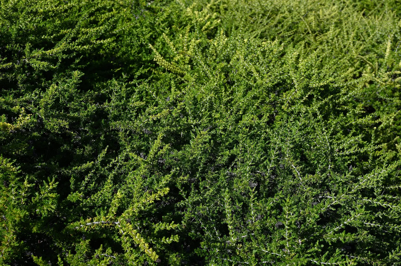 San Nicholas Chamise (Adenostoma Fasciculatum 'Nicolas') — is a drought-tolerant evergreen shrub