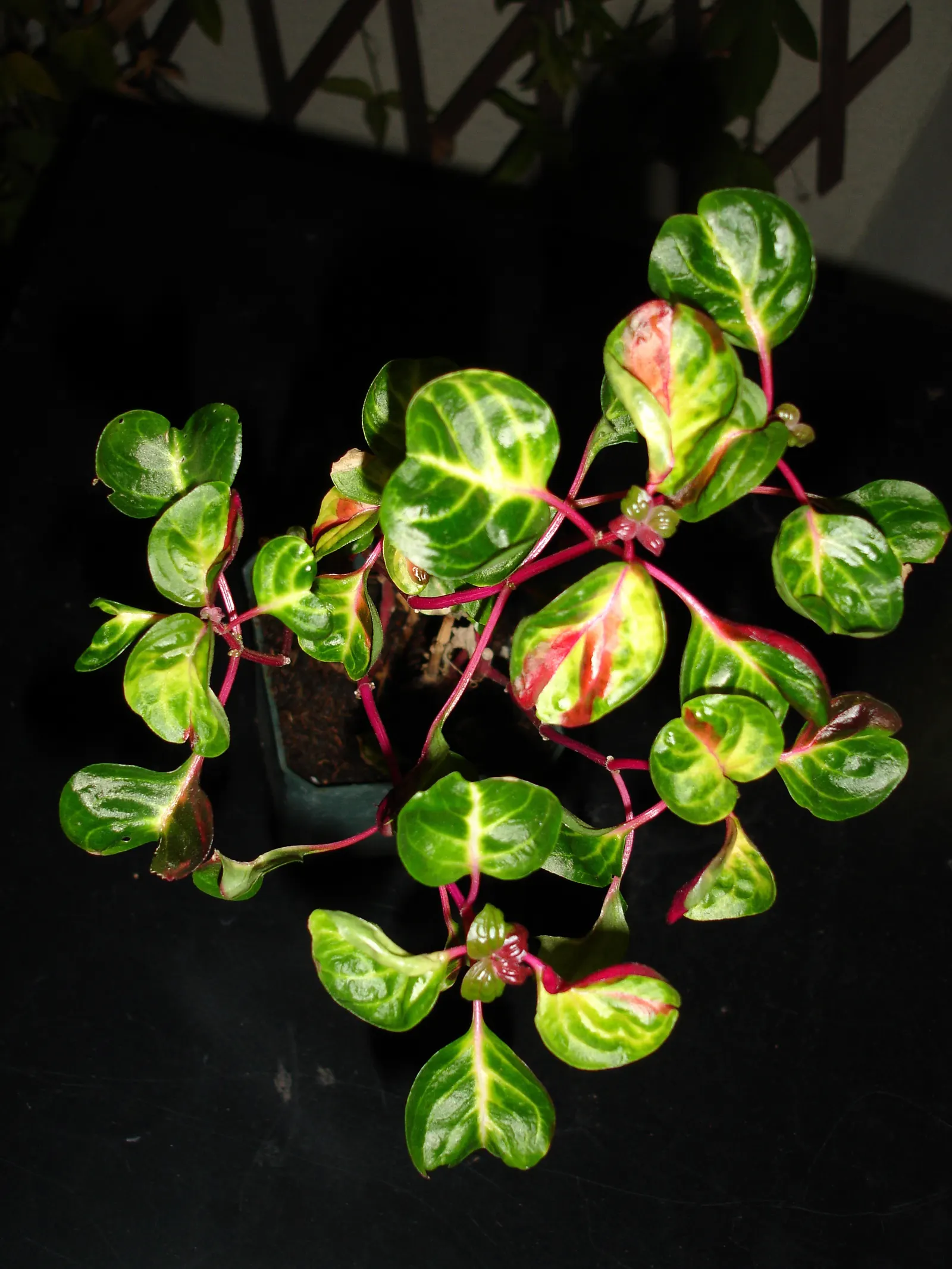 Bloodleaf (Iresine Herbstii ''Aureoreticulata') — Iresine herbstii 'Aureoreticulata'