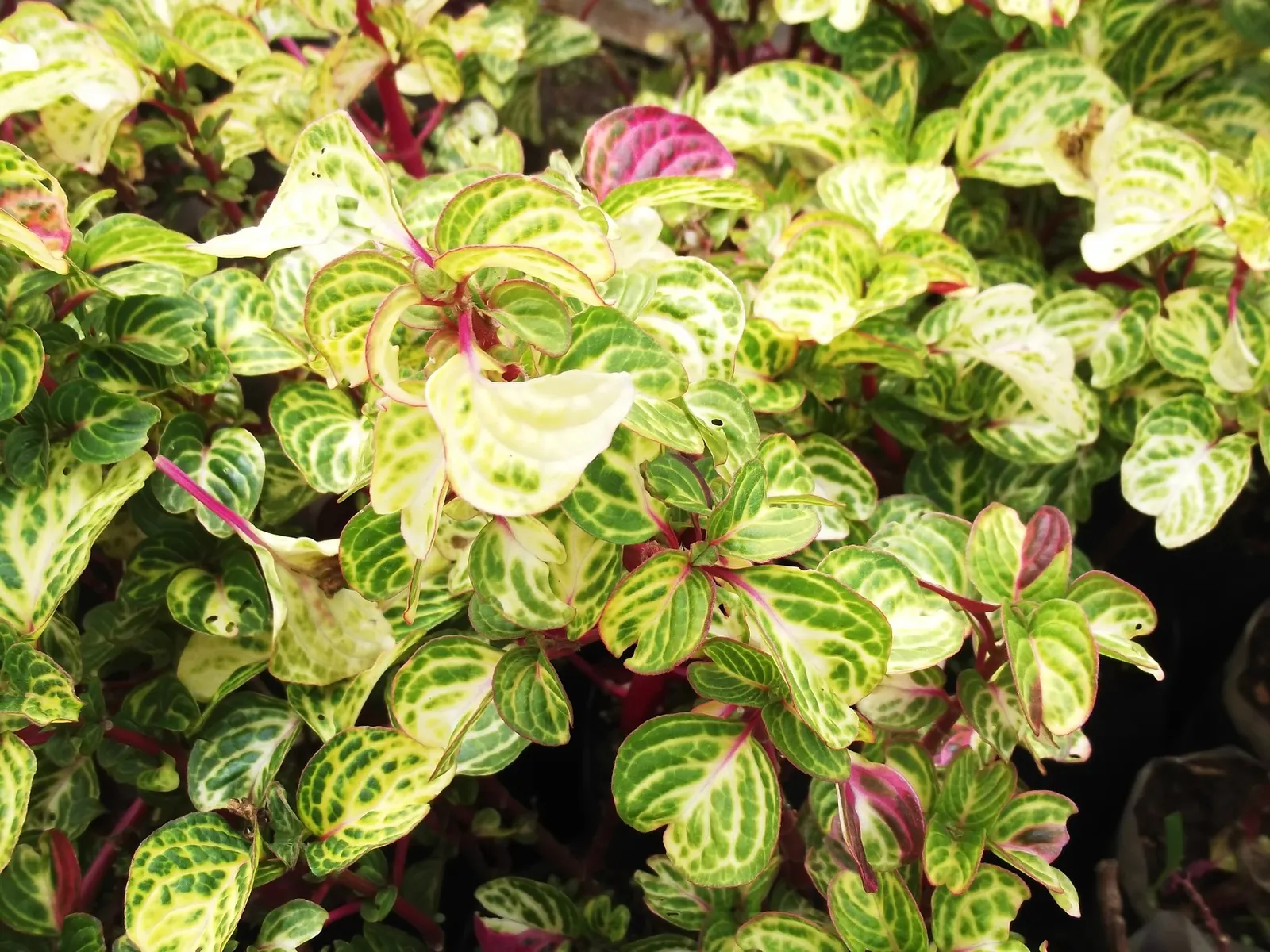 Bloodleaf (Iresine Herbstii ''Aureoreticulata') — The Green Beefsteak Plant