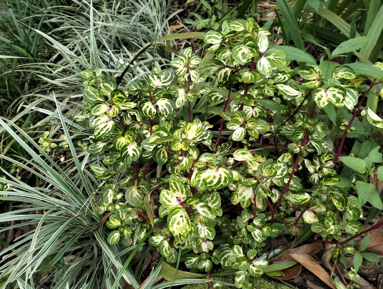 Bloodleaf (Iresine Herbstii ''Aureoreticulata') — Typically growing to 18 inches in height and spreading 12 inches wide