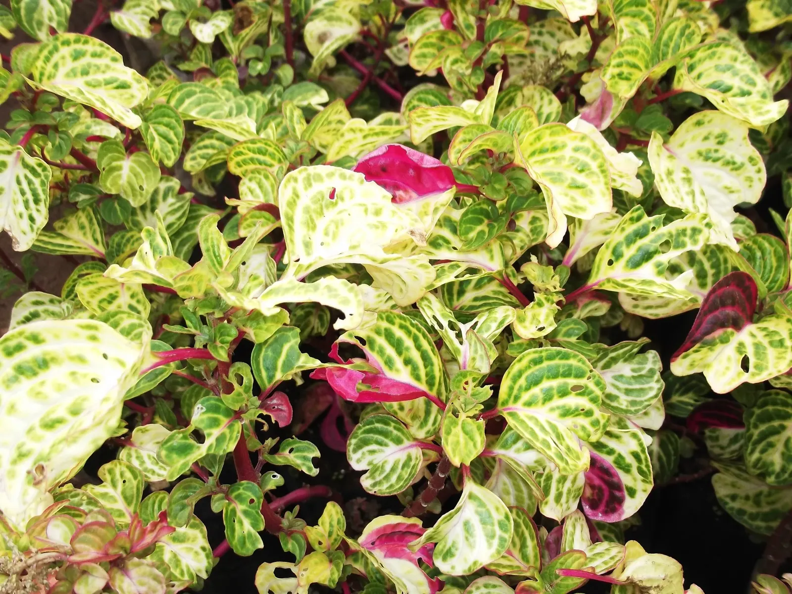 Bloodleaf (Iresine Herbstii ''Aureoreticulata') — scientifically known as *Iresine herbstii* \'Aureoreticulata\'
