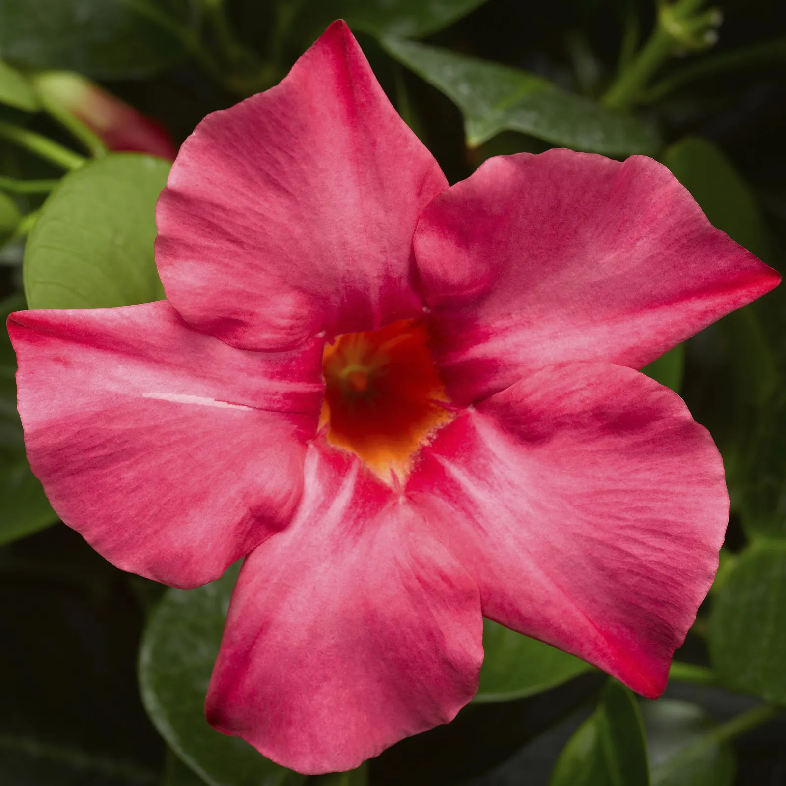 Coral Pink Mandevilla — commonly referred to as Coral Pink Mandevilla