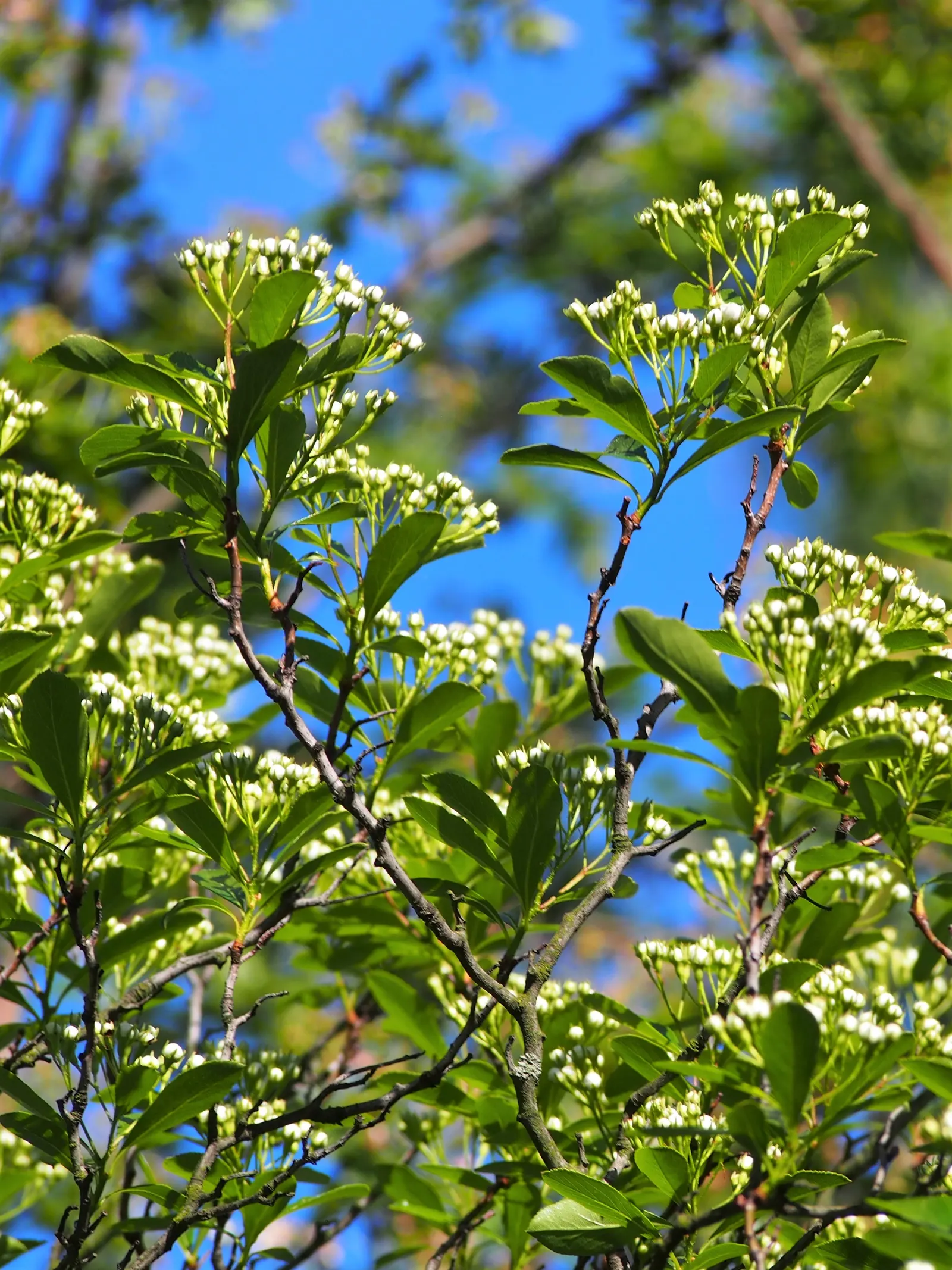 Cockspur Hawthorn (Crataegus Crus-Galli) — white flowers in the garden; the Cockspur Hawthorn's most striking feature is its glossy deep green leaves