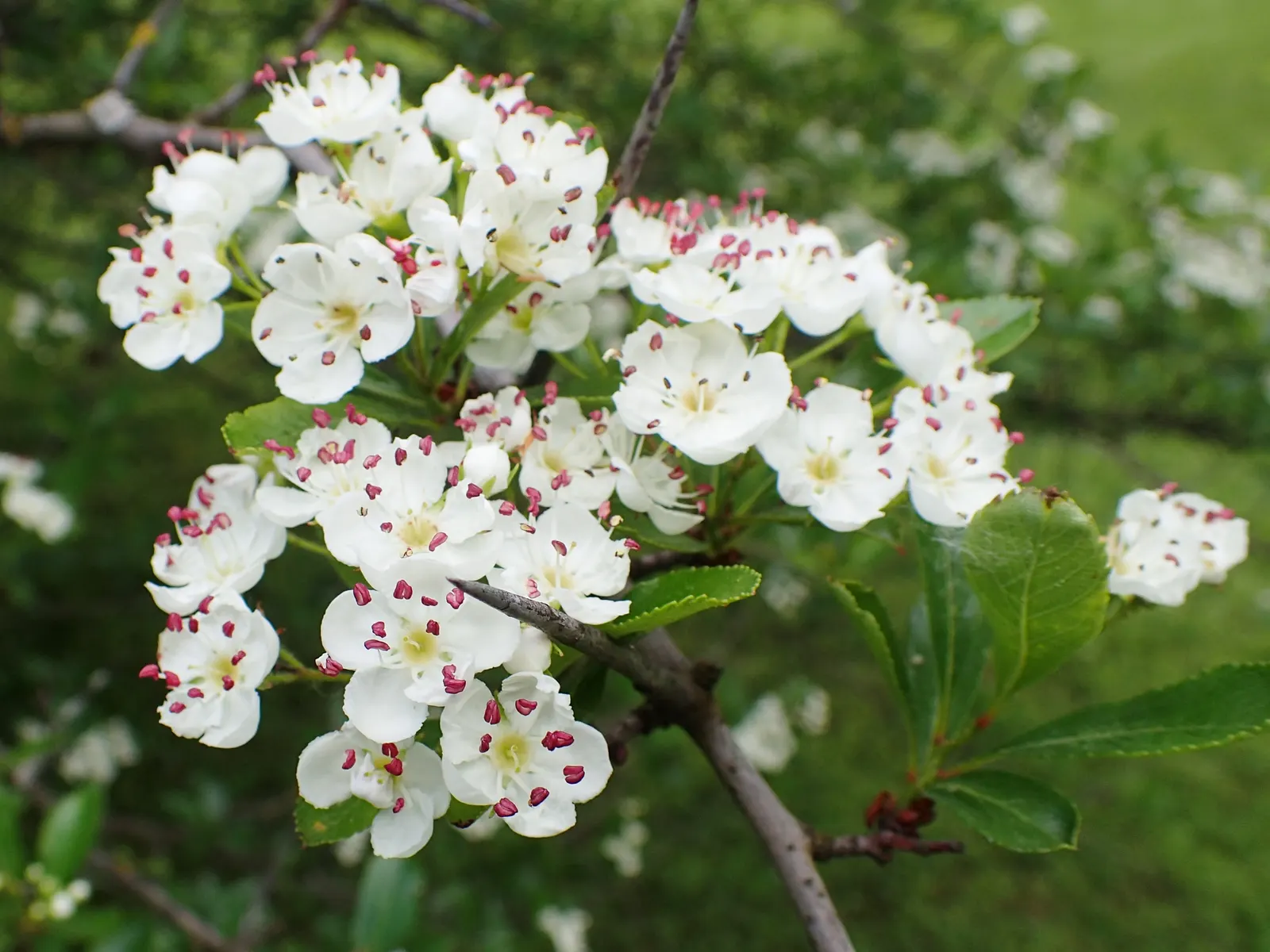 Cockspur Hawthorn (Crataegus Crus-Galli) — the Cockspur Hawthorn serves well as a specimen tree