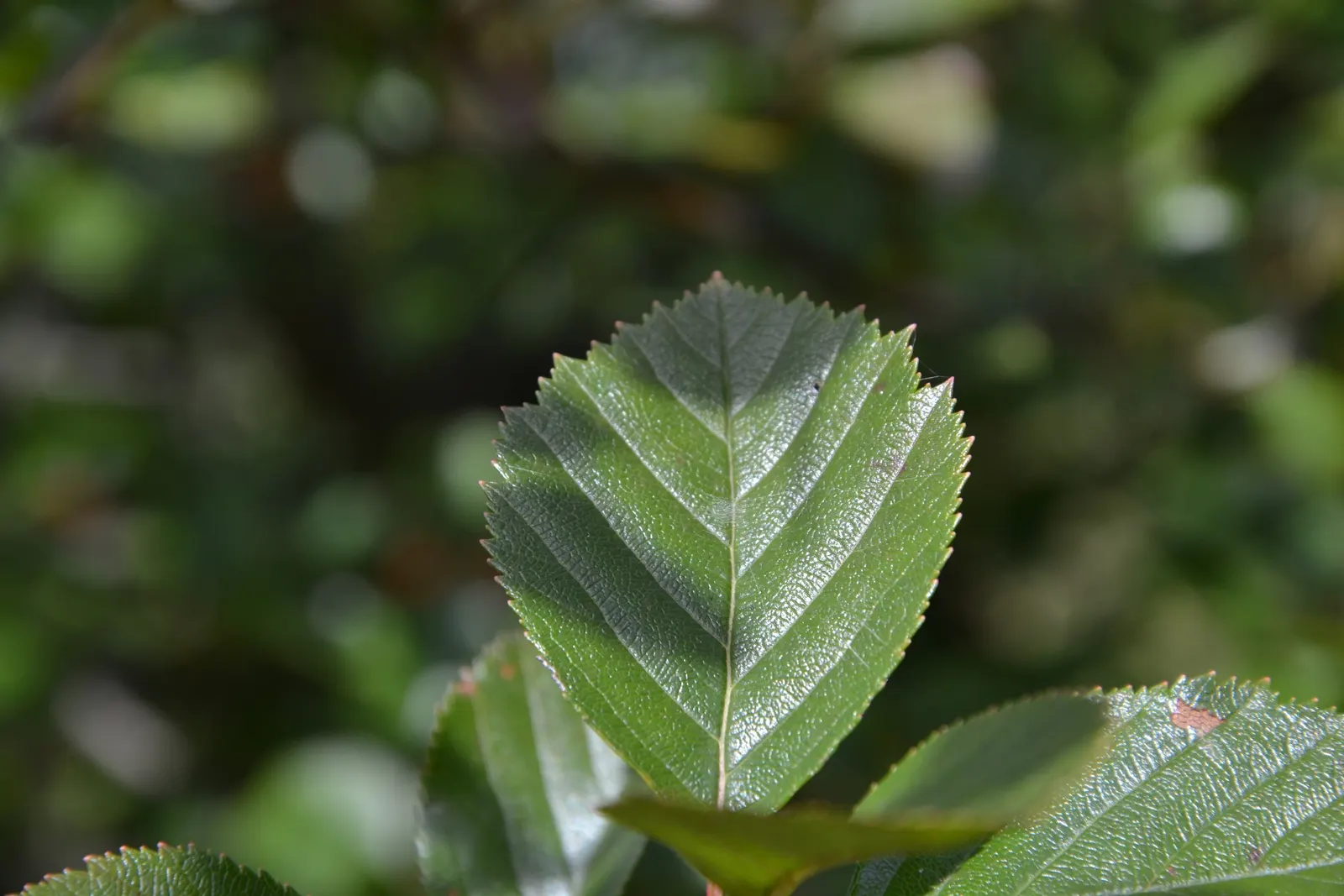 Cockspur Hawthorn (Crataegus Crus-Galli) — Good cultural practices include annual pruning to maintain its shape and remove any dead or diseased wood