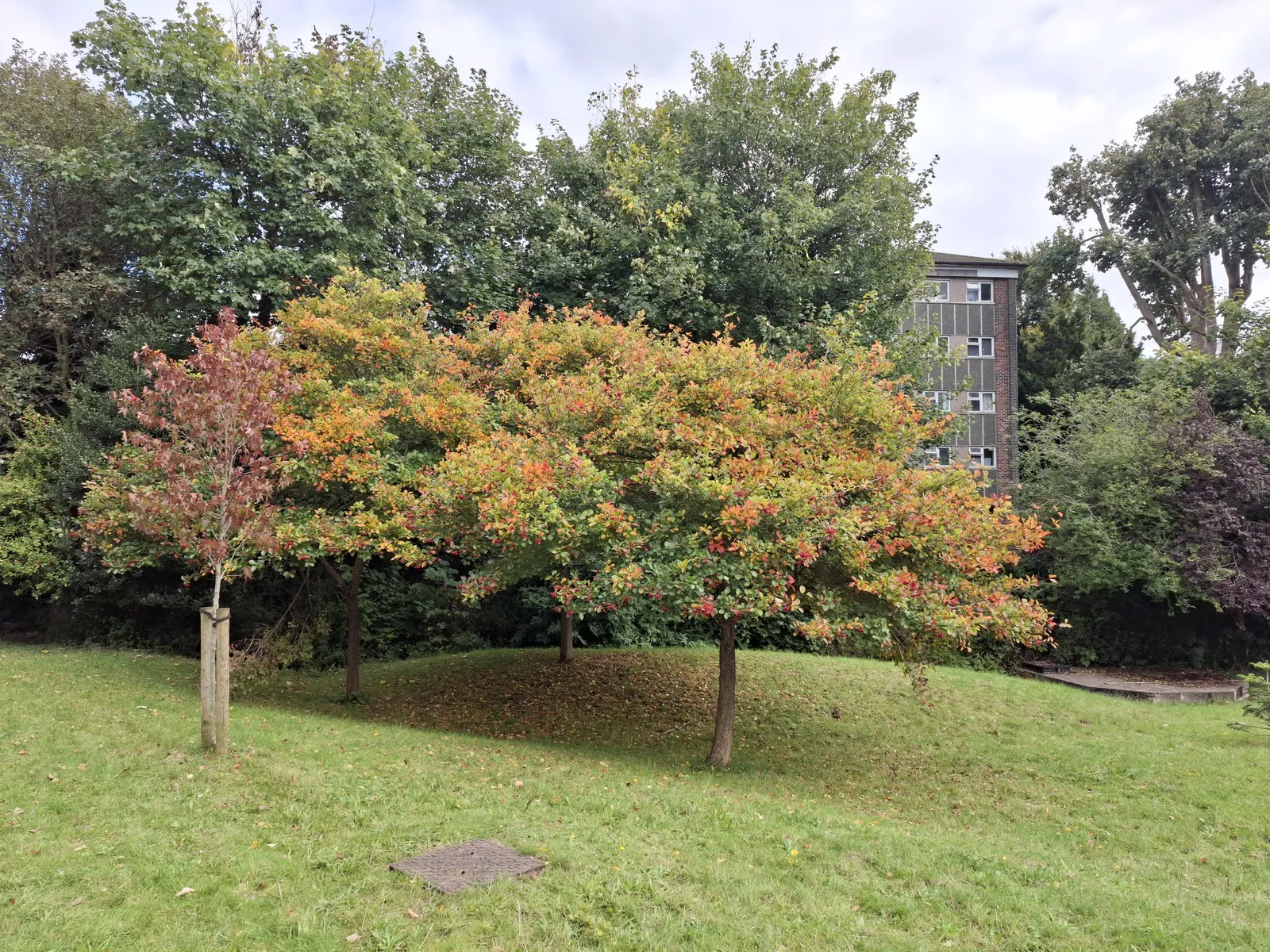 Cockspur Hawthorn (Crataegus Crus-Galli) — Suited for USDA hardiness zones 4 through 7; spring brings clusters of white flowers, approximately half, image 58