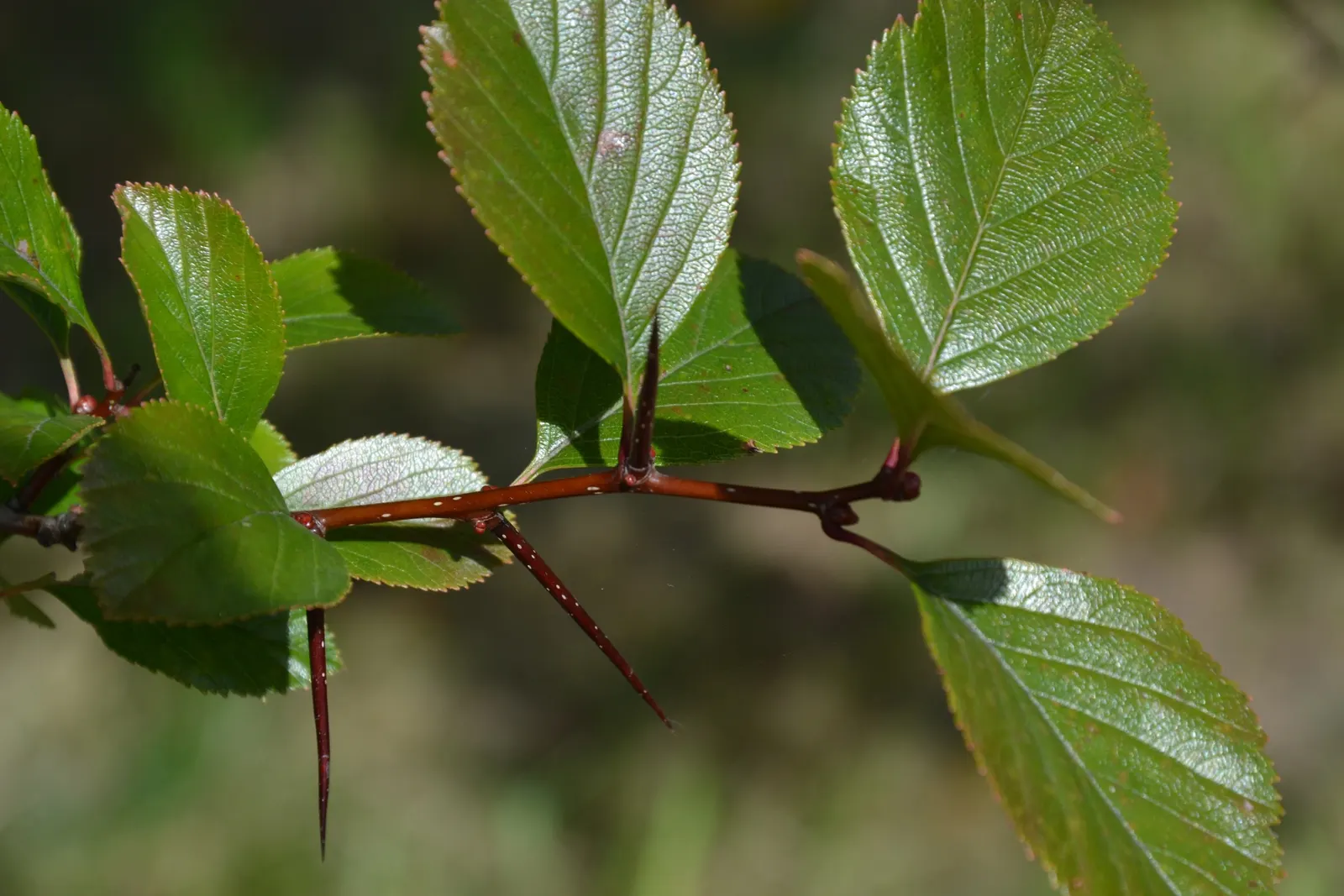 Cockspur Hawthorn (Crataegus Crus-Galli) — providing food for wildlife.<br><br>Caution is advised