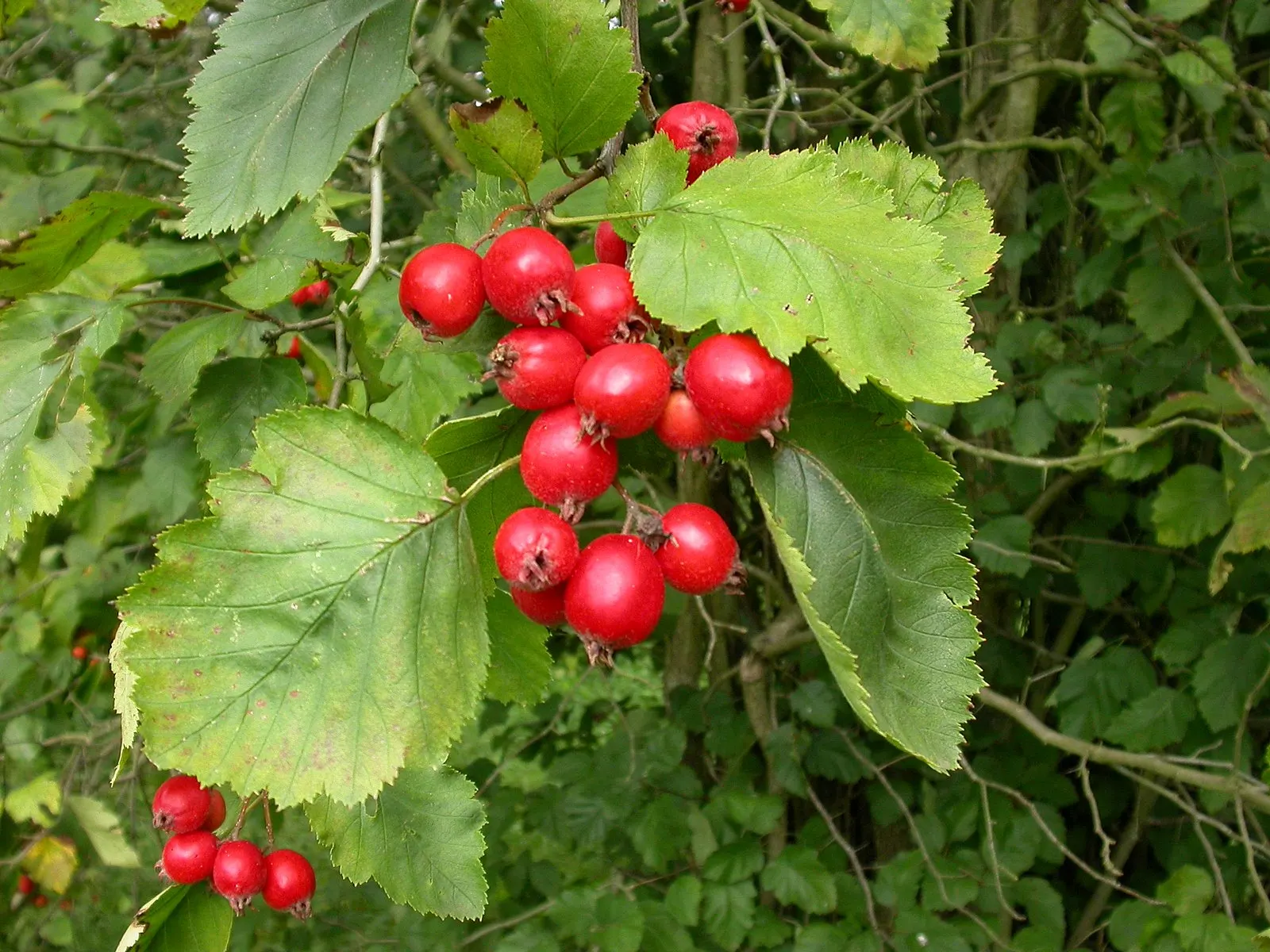 Cockspur Hawthorn (Crataegus Crus-Galli) — around 1 to 3 inches long; which persist into winter