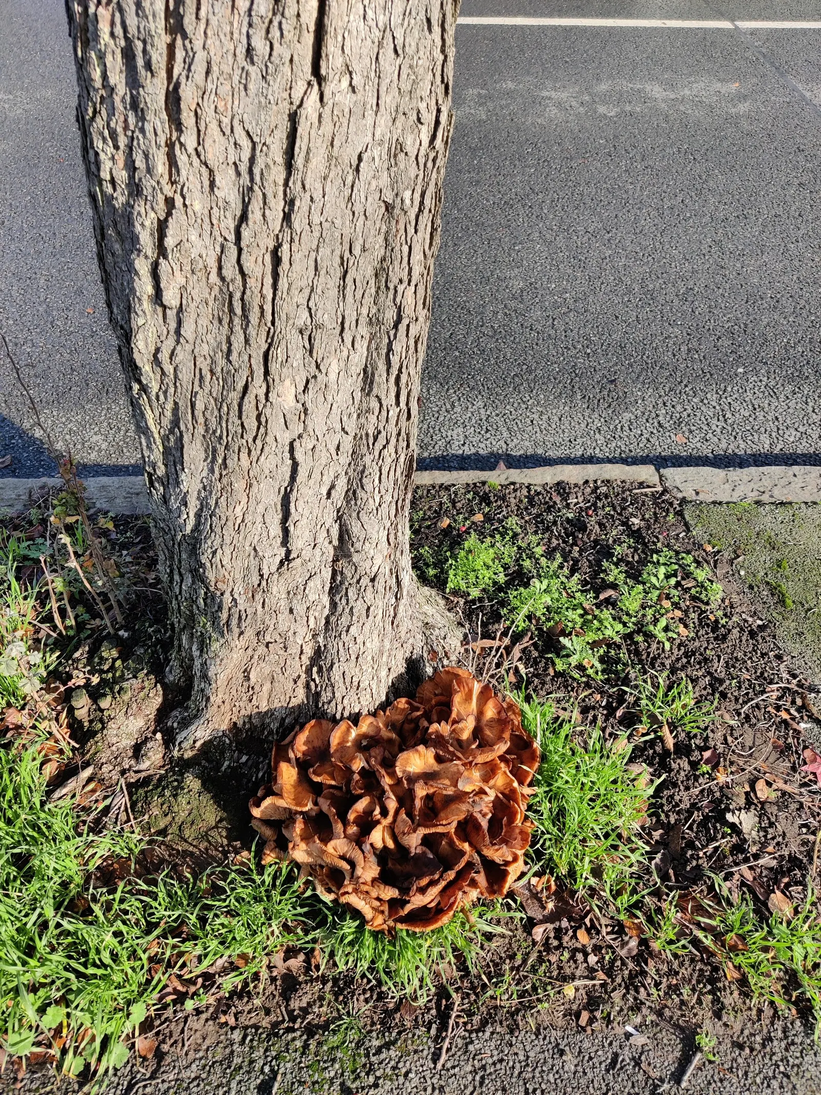 Cockspur Hawthorn (Crataegus Crus-Galli) — sharp thorns up to 3 inches long; which can be as long as 3 inches, image 55