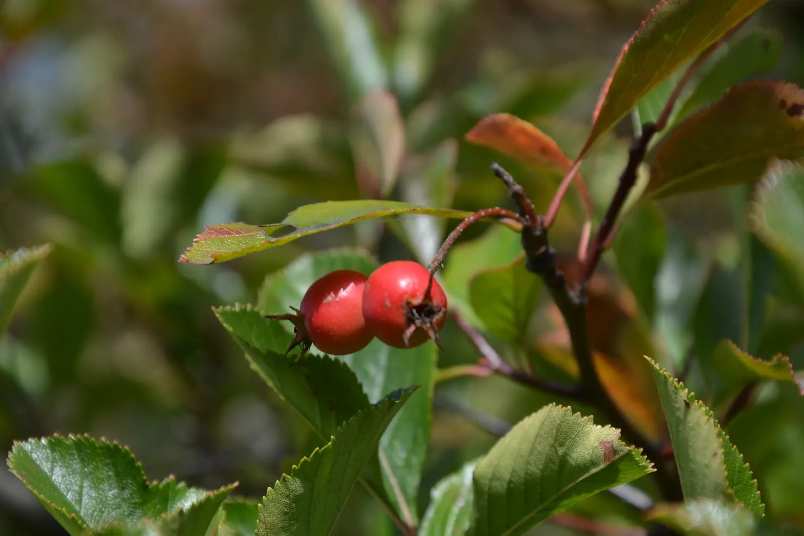 Cockspur Hawthorn (Crataegus Crus-Galli) — Good cultural practices include annual pruning to maintain its shape and remove any dead or diseased wood; it