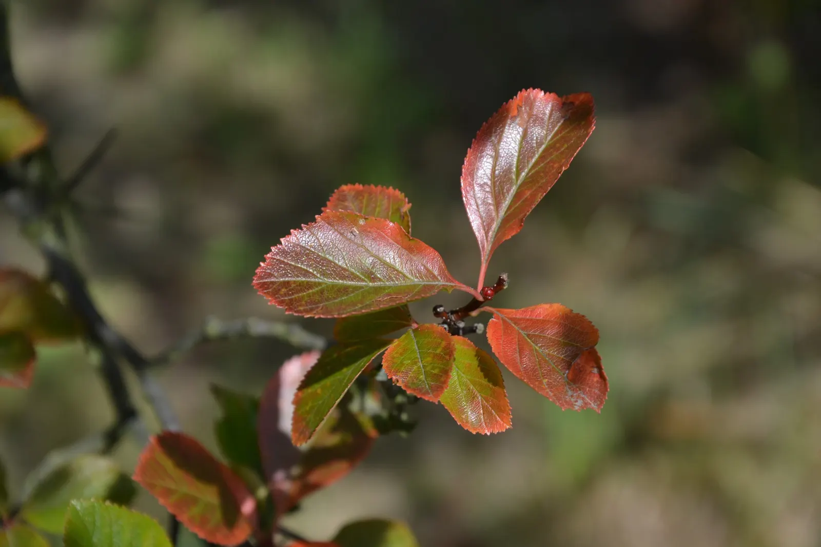 Cockspur Hawthorn (Crataegus Crus-Galli) — particularly in smaller yards; these blossoms give way to small pome fruit