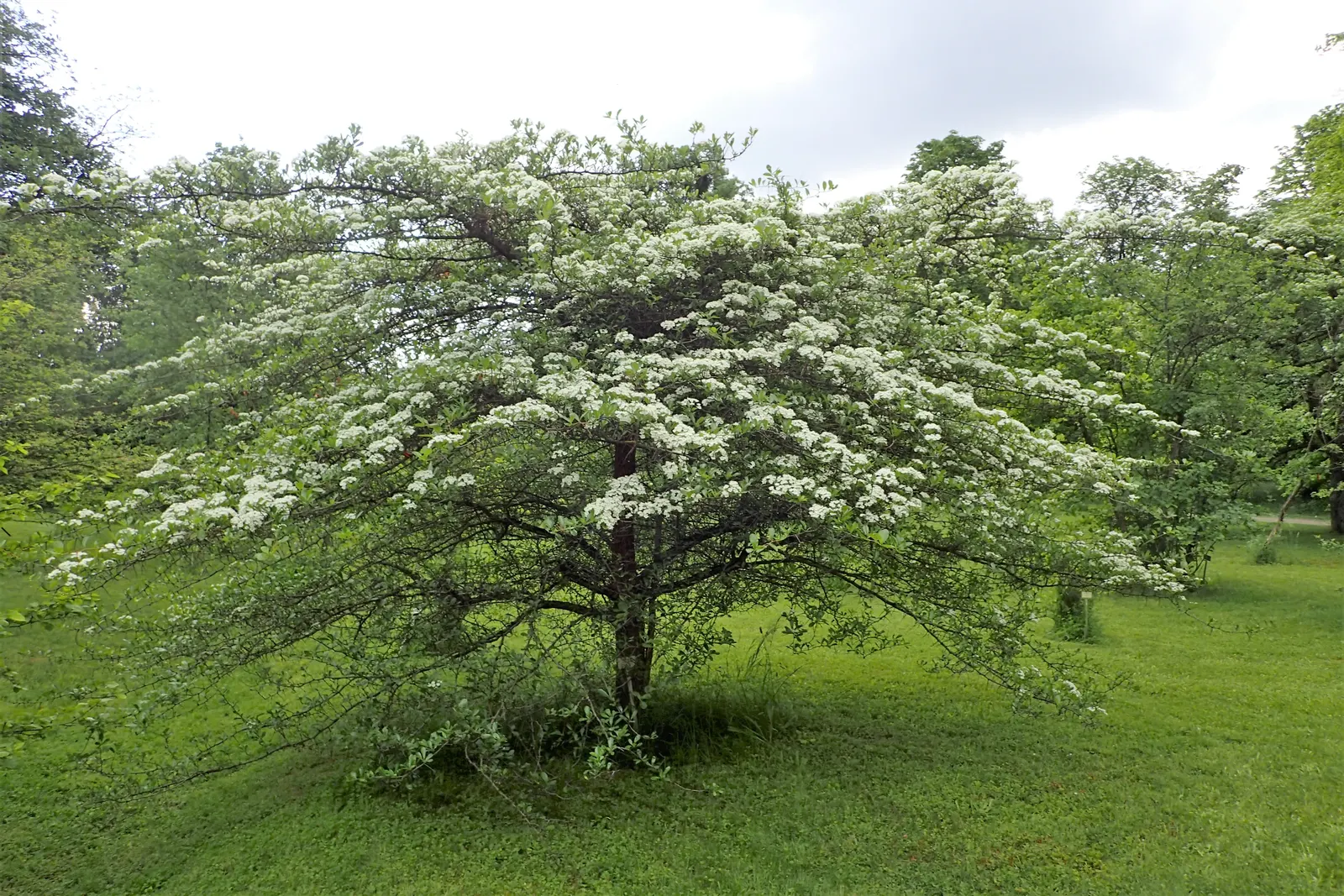 Cockspur Hawthorn (Crataegus Crus-Galli) — that turn a vibrant red-orange in the fall; or can be incorporated into a mixed shrub border or wildlife garden