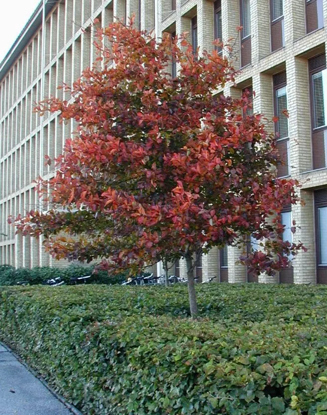 Cockspur Hawthorn (Crataegus Crus-Galli) — which persist into winter