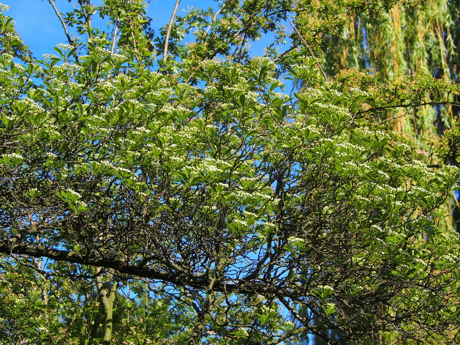Cockspur Hawthorn (Crataegus Crus-Galli) — tree with white blooms; providing food for wildlife.<br><br>Caution is advised