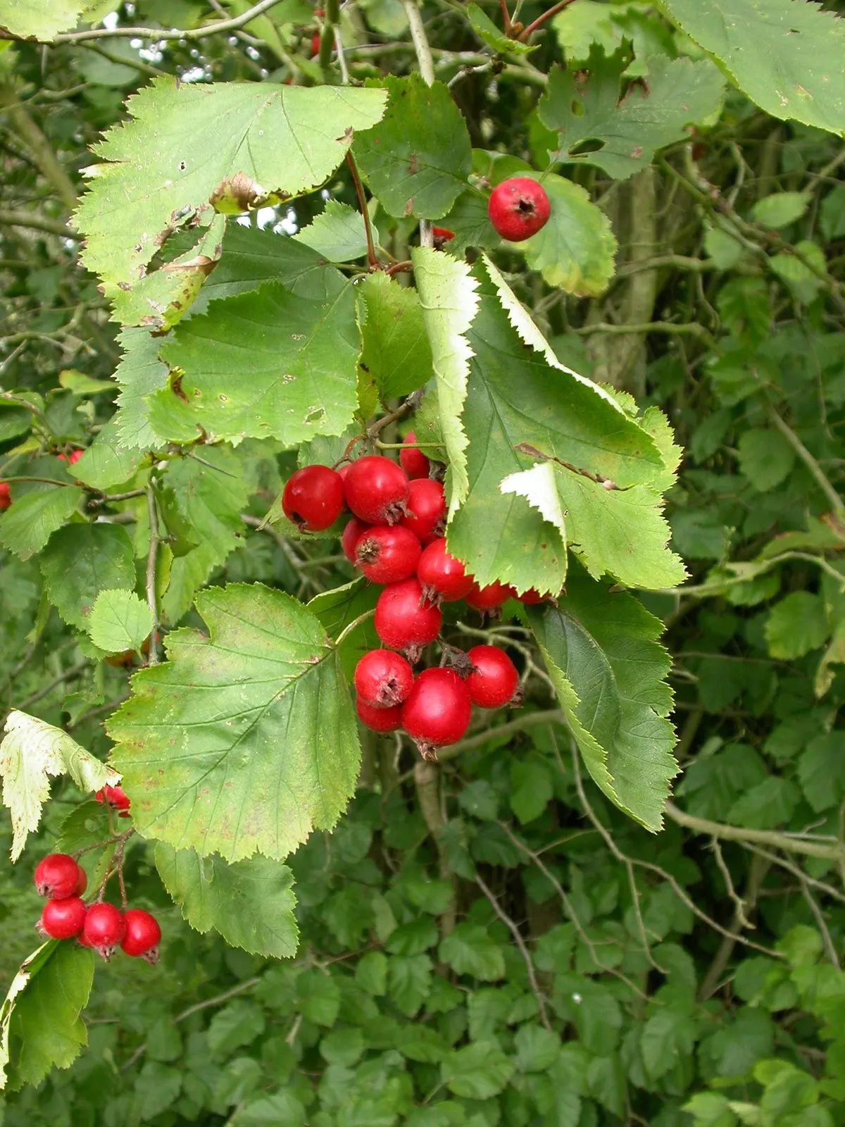 Cockspur Hawthorn (Crataegus Crus-Galli) — which persist into winter; white flowers in the garden