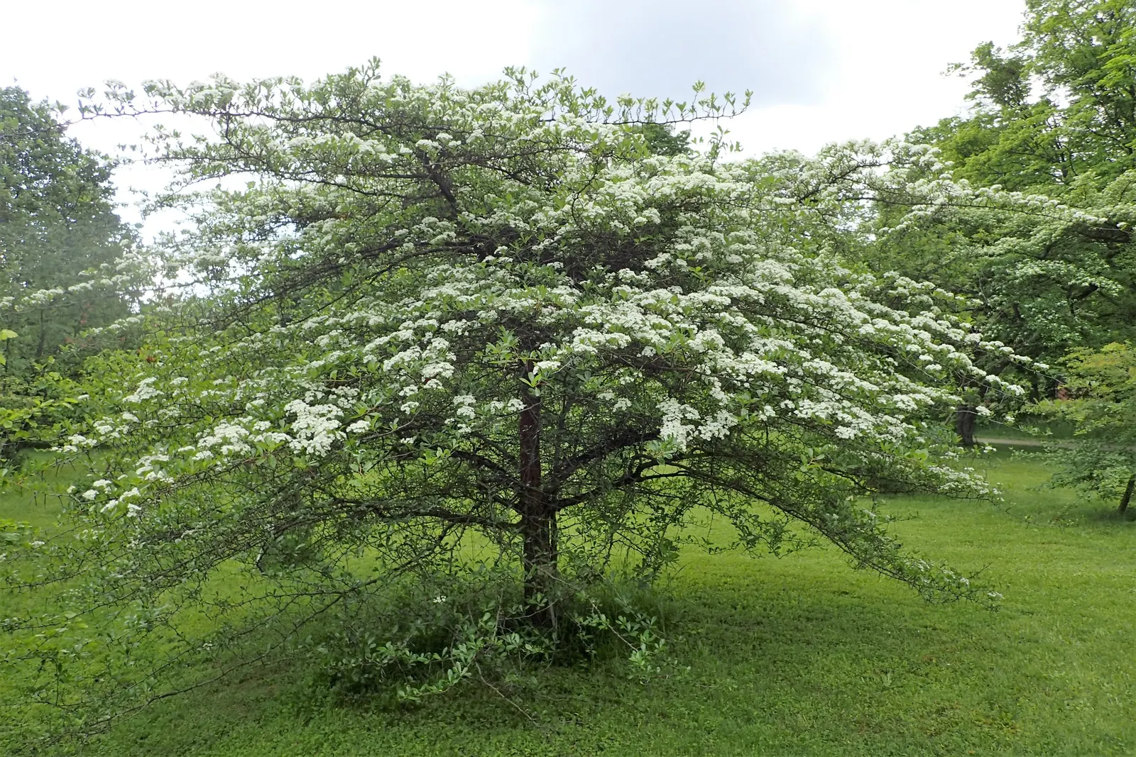 Cockspur Hawthorn (Crataegus Crus-Galli) — or can be incorporated into a mixed shrub border or wildlife garden