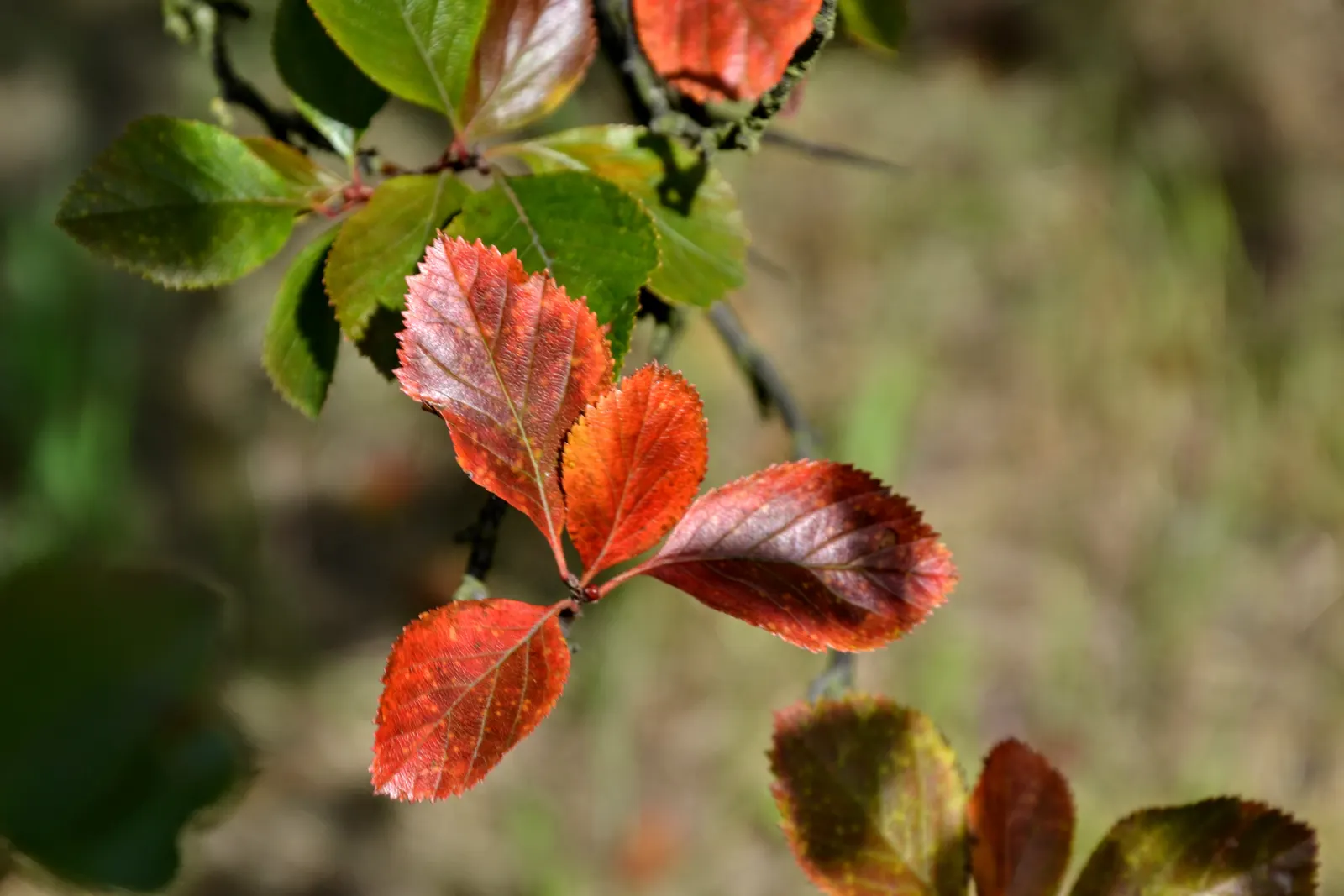 Cockspur Hawthorn (Crataegus Crus-Galli) — This deciduous tree typically matures to a height of 20 to 30 feet with a similar spread; suited for, image 57