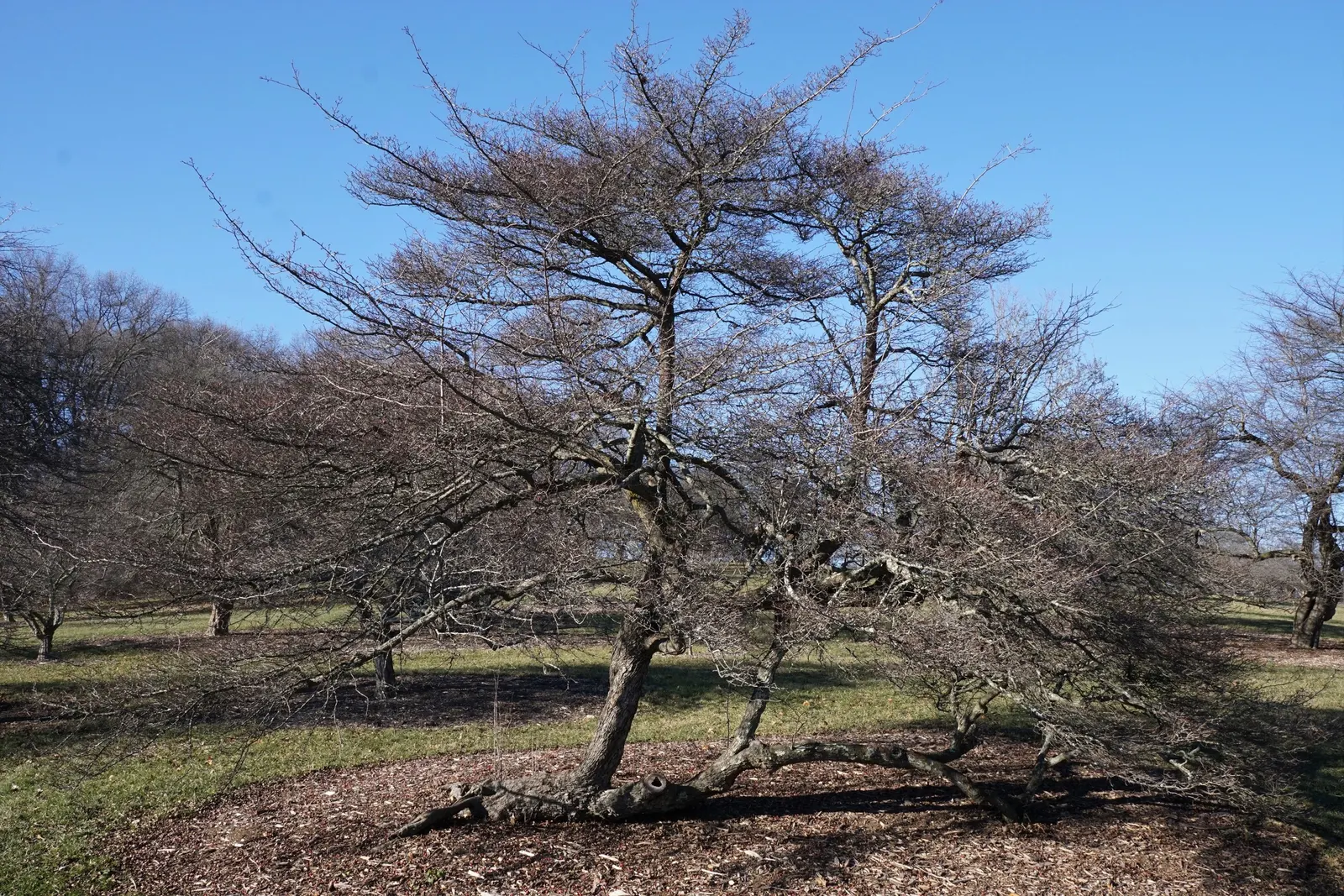 Cockspur Hawthorn (Crataegus Crus-Galli) — it prospers in full sun to partial shade and is quite tolerant of different soil types