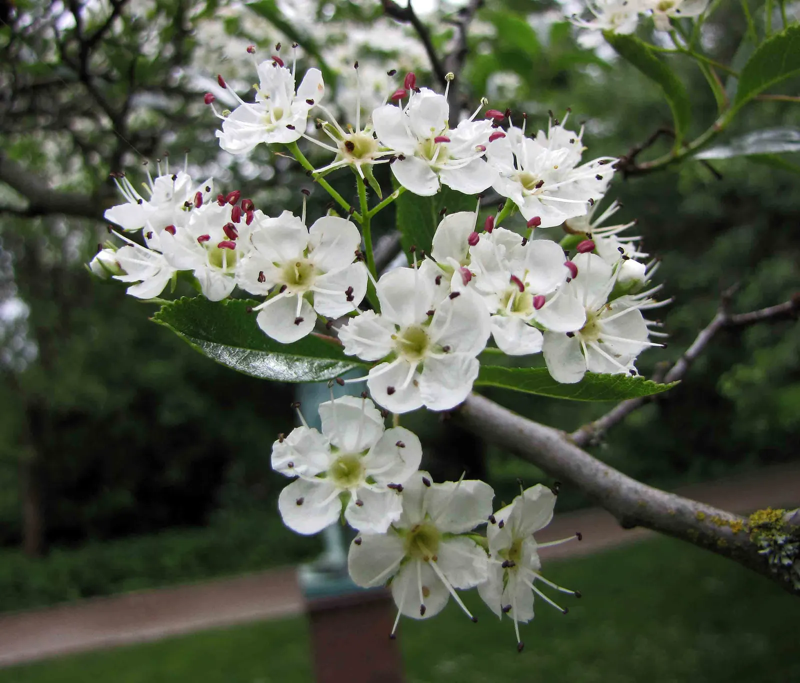 Cockspur Hawthorn (Crataegus Crus-Galli) — as this species is named for its formidable thorns