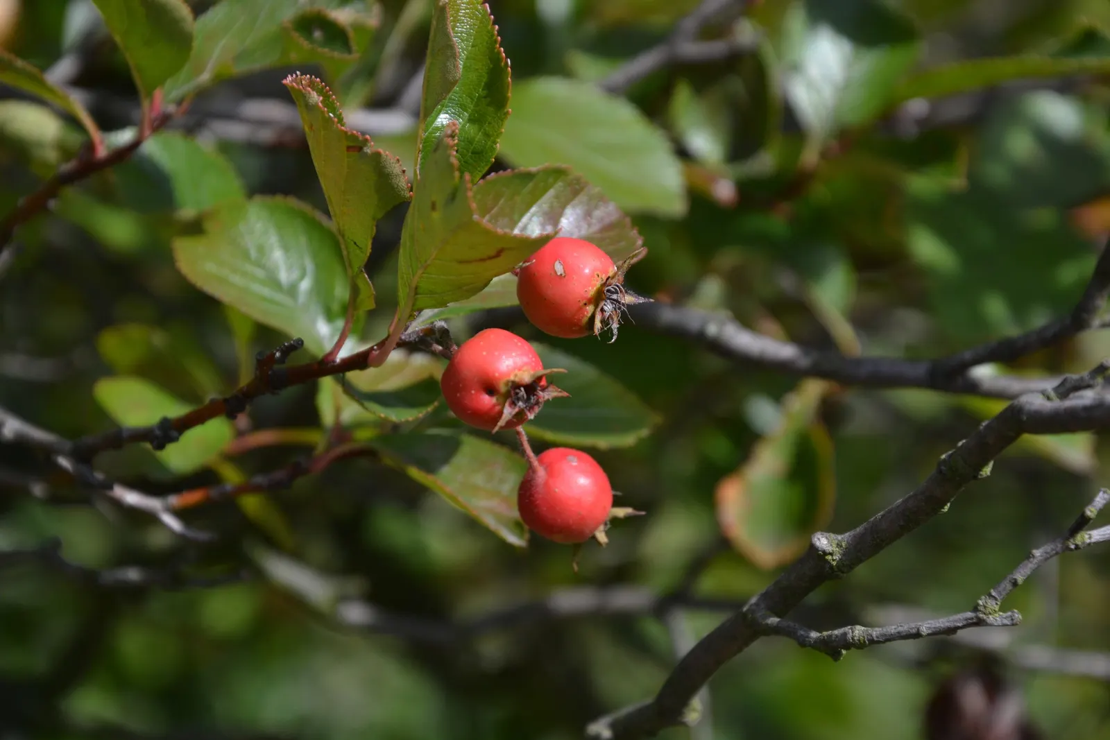 Cockspur Hawthorn (Crataegus Crus-Galli) — The Cockspur Hawthorn (Crataegus crus-galli) is a resilient specimen offering year-round interest; in, image 53