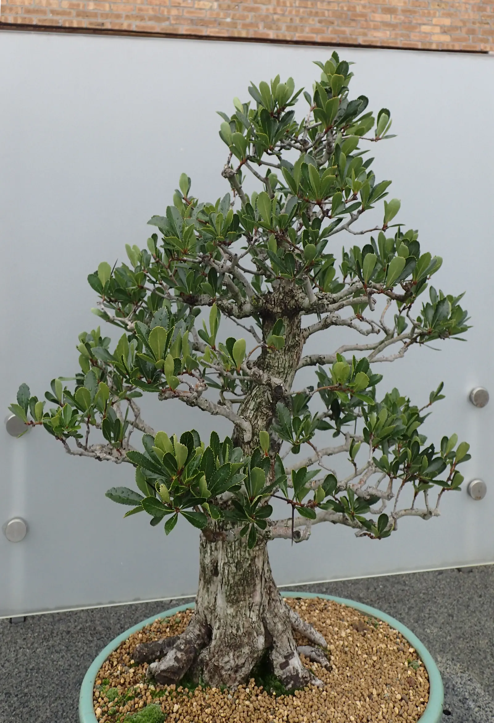 Cockspur Hawthorn (Crataegus Crus-Galli) — tree for full or half; good cultural practices include annual pruning to maintain its shape and remove any dead or