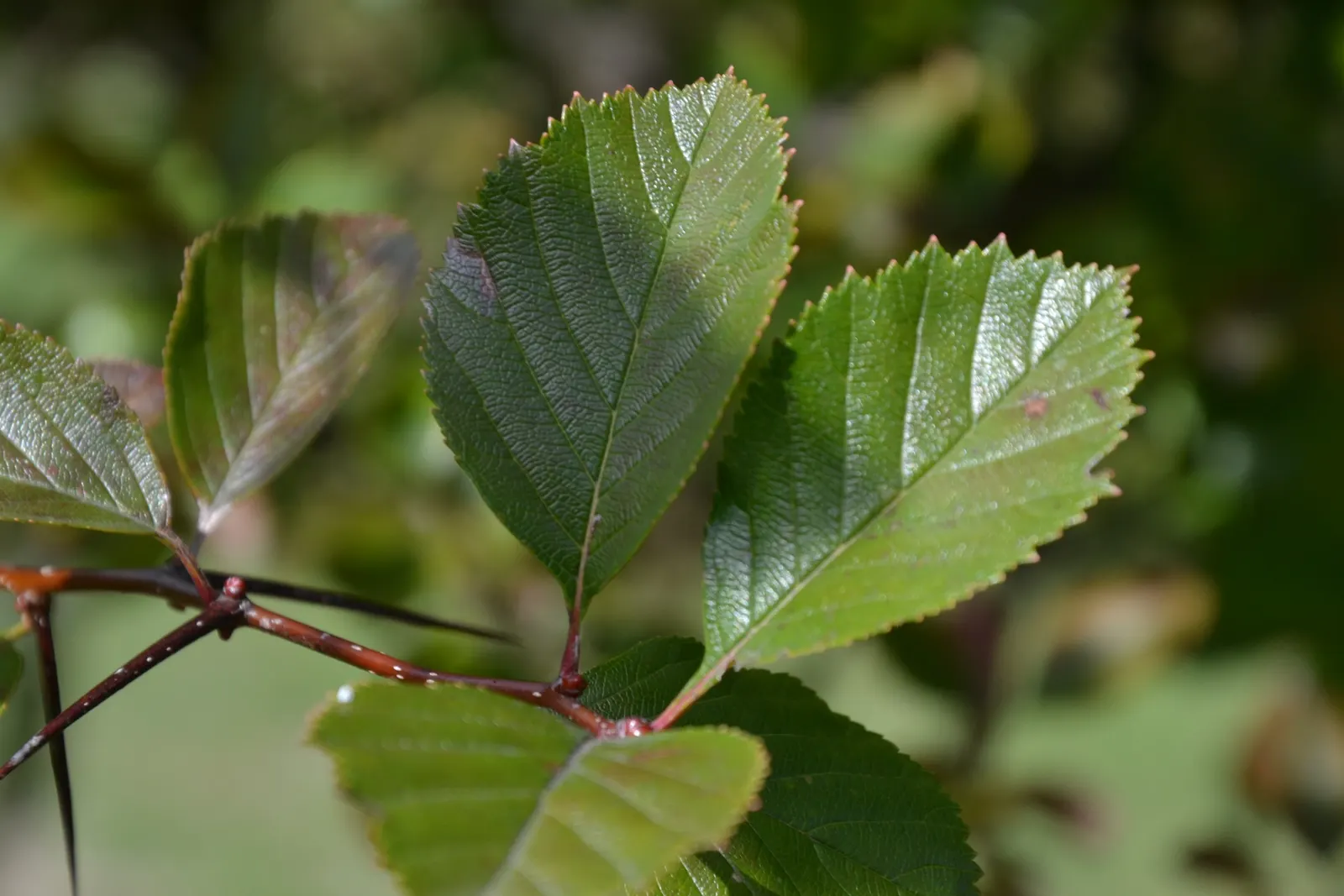 Cockspur Hawthorn (Crataegus Crus-Galli) — that turn a vibrant red-orange in the fall