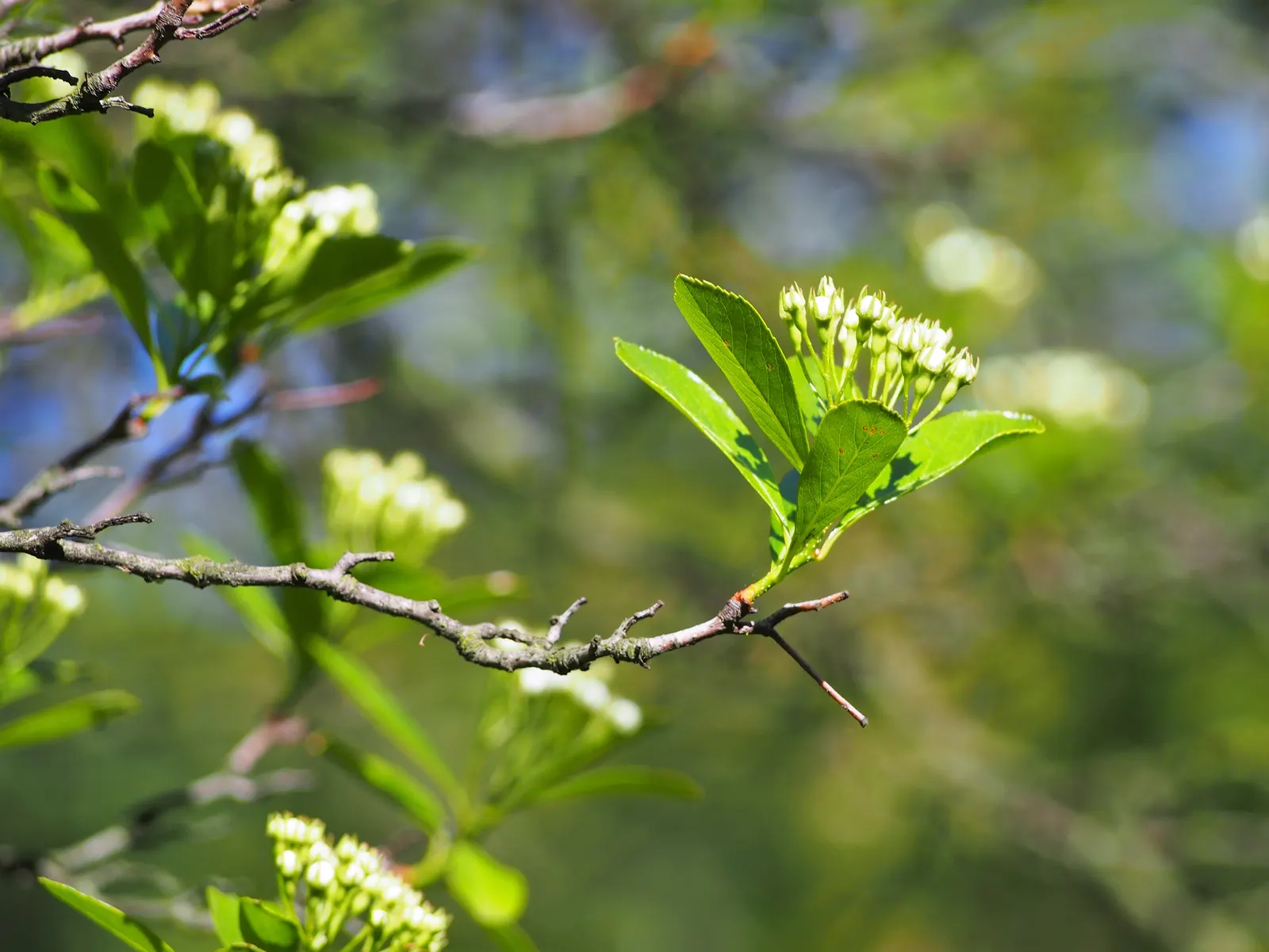 Cockspur Hawthorn (Crataegus Crus-Galli) — which can be as long as 3 inches; making it an excellent choice for defensive planting or barriers
