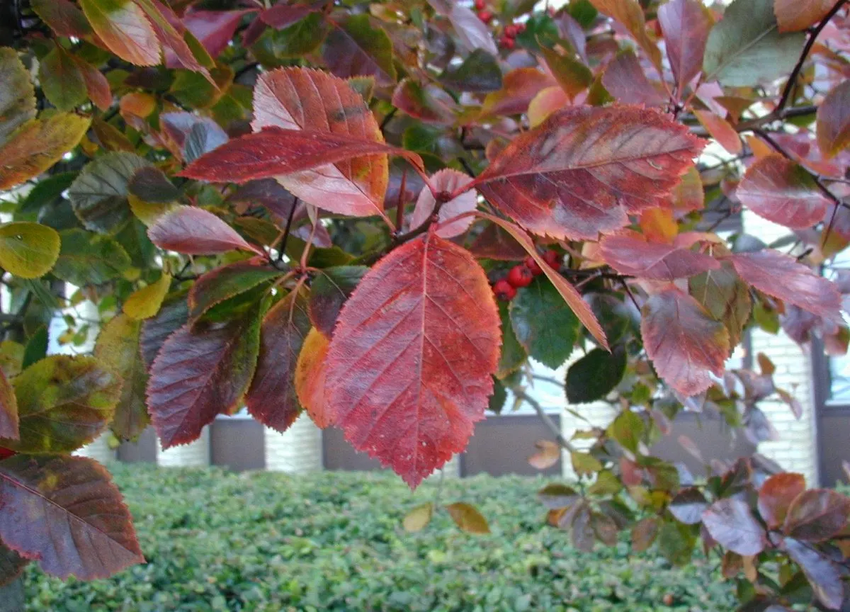Cockspur Hawthorn (Crataegus Crus-Galli) — providing food for wildlife.<br><br>Caution is advised; this deciduous tree typically matures to a height of 20 to