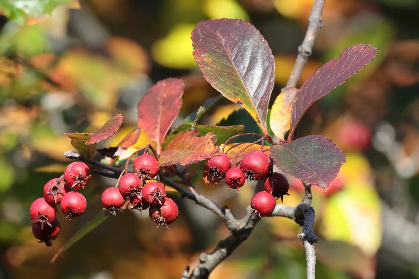 Cockspur Hawthorn (Crataegus Crus-Galli) — the Cockspur Hawthorn serves well as a specimen tree; it prospers in full sun to partial shade and is quite tolerant