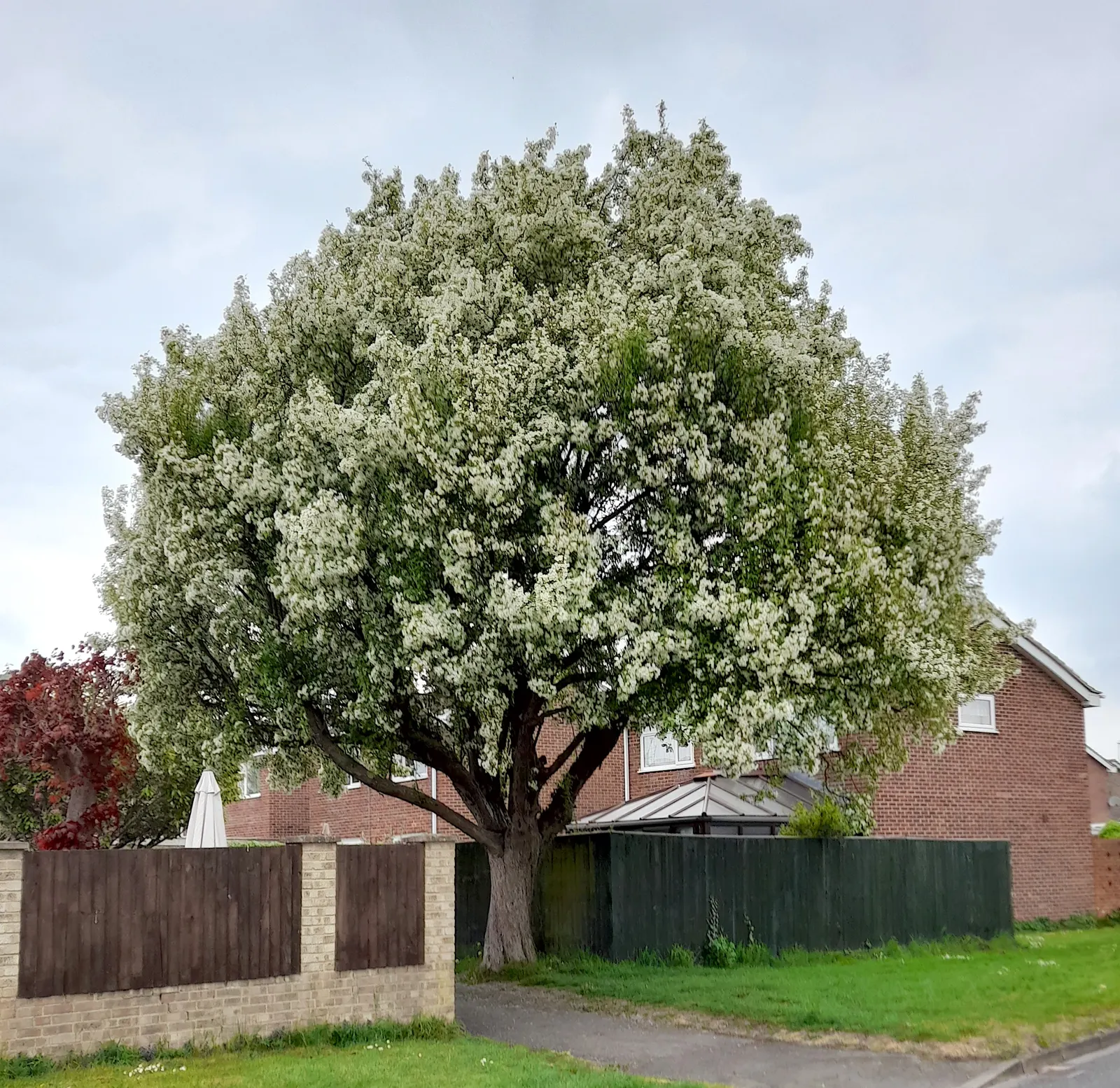 Cockspur Hawthorn (Crataegus Crus-Galli) — Suited for USDA hardiness zones 4 through 7; spring brings clusters of white flowers, approximately half an inch