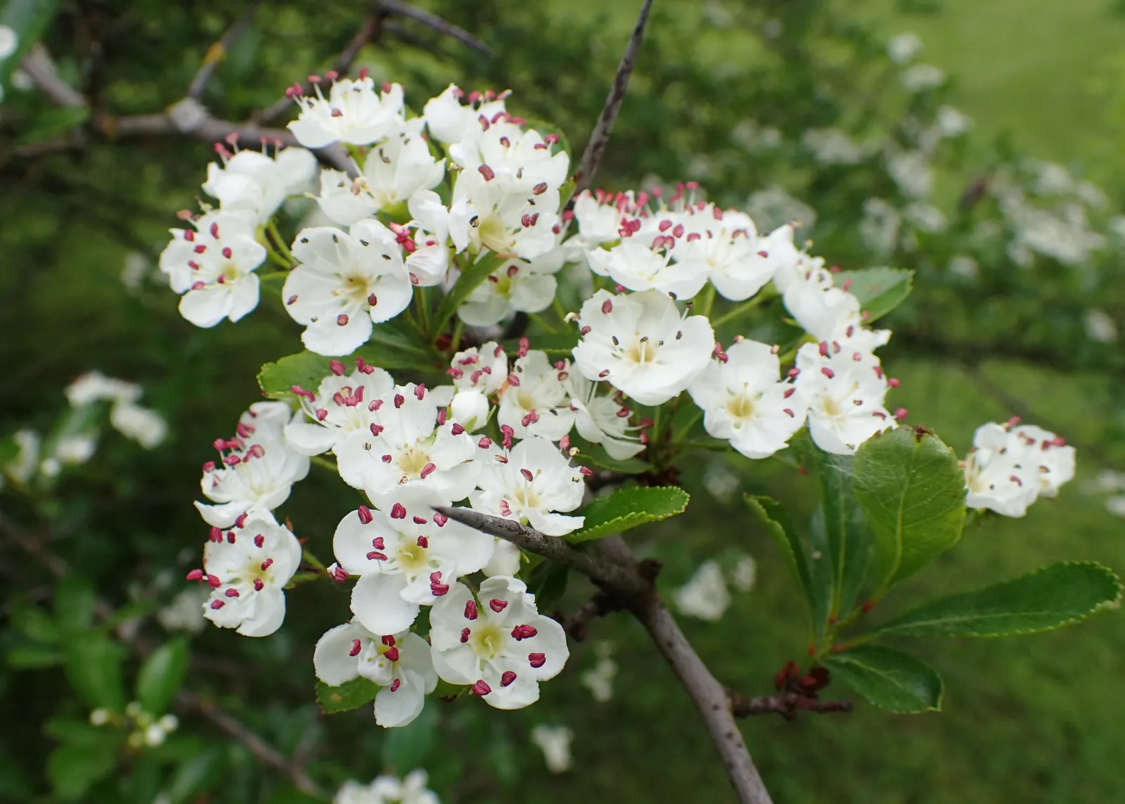Cockspur Hawthorn (Crataegus Crus-Galli) — it prospers in full sun to partial shade and is quite tolerant of different soil types; the Cockspur Hawthorn serves