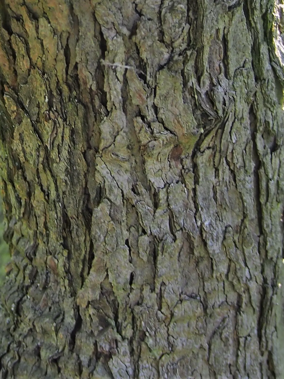 Cockspur Hawthorn (Crataegus Crus-Galli) — It features a 15-30 ft height with an equal spread; that turn a vibrant red-orange in the fall, image 54